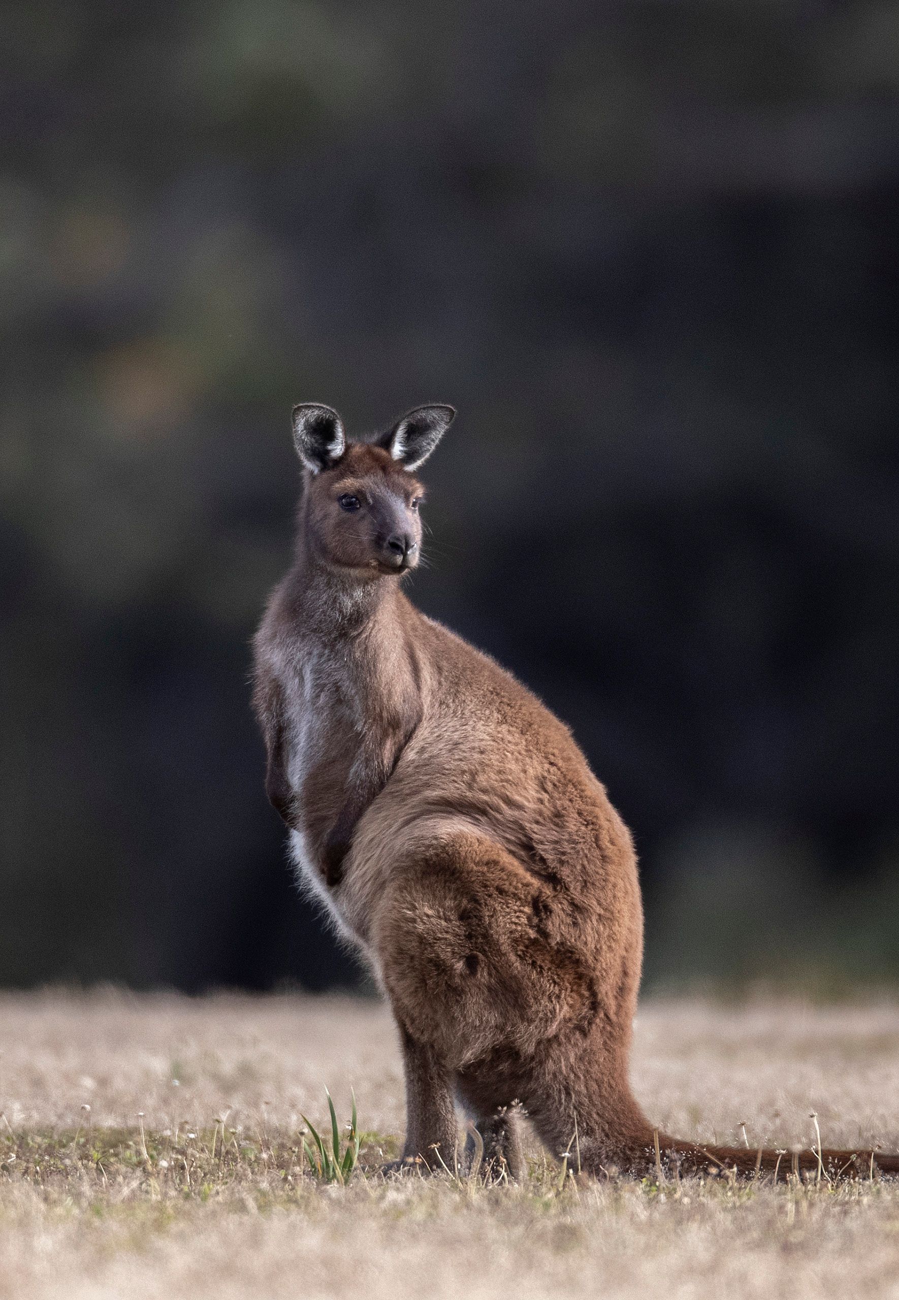 Red Kangaroo