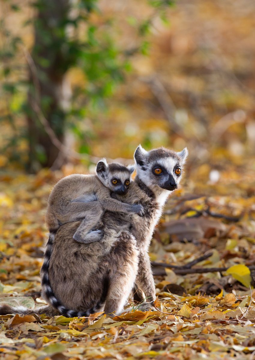 1ringtail_and_young8