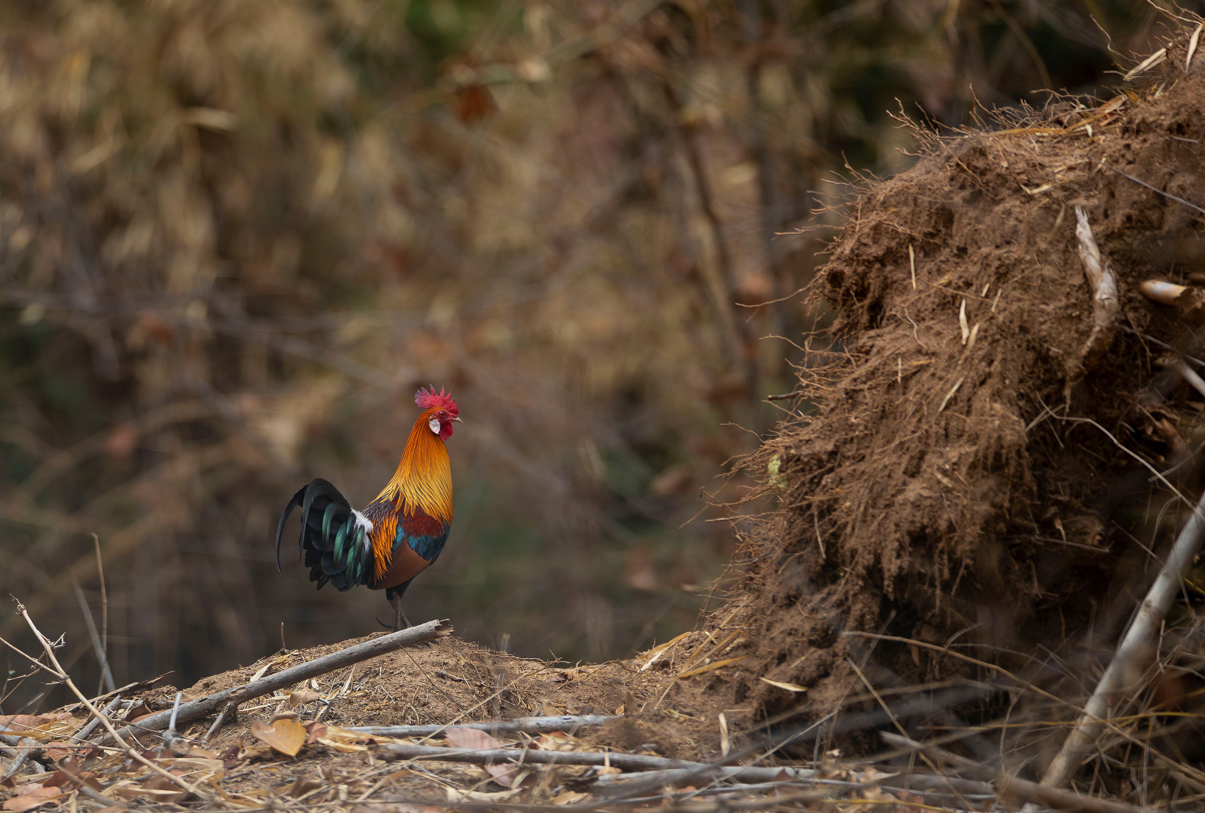 Red junglefowl (Gallus gallus). Bandhavgarh National Park, INDIA RED JUNGLEFOWL - Adult Male