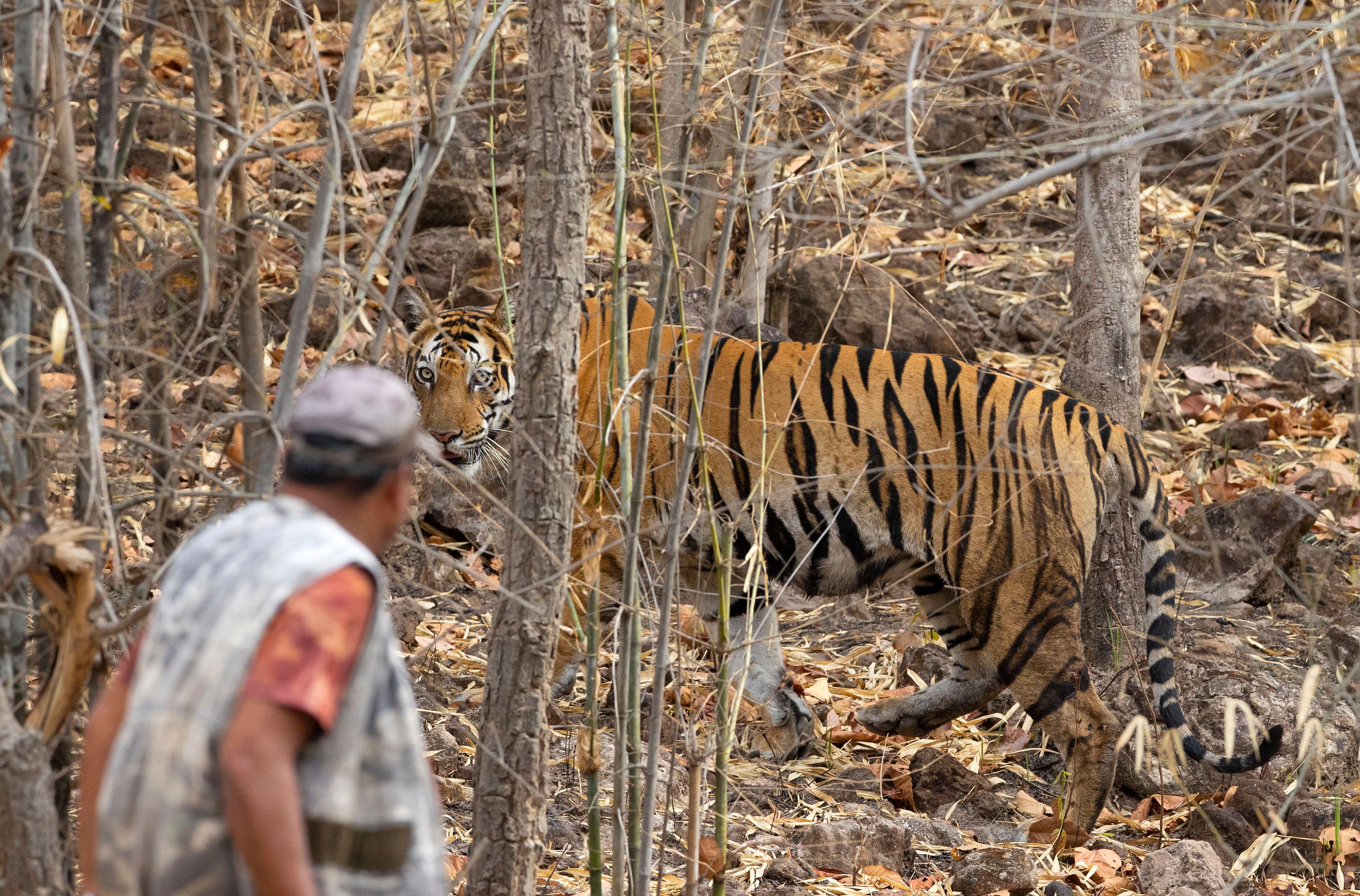 Bengal tiger (Panthera tigris). Bandhavgarh National Park, INDIA EYE CONTACT