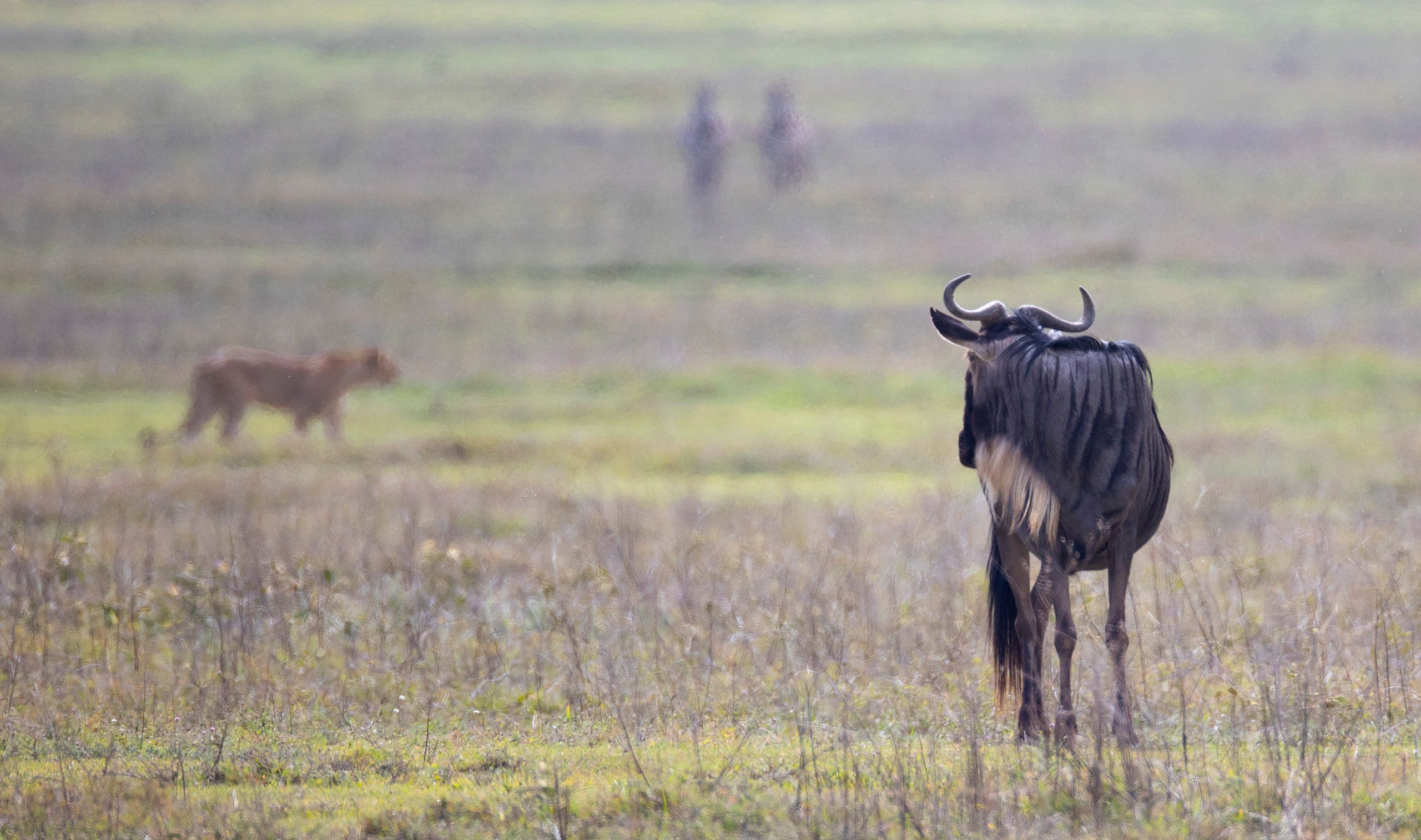 The blue wildebeest (Connochaetes taurinus), also called the common wildebeest, white-bearded gnu or brindled gnu, Wildebeest checking Lioness. Ngorongoro Crater, Tanzania