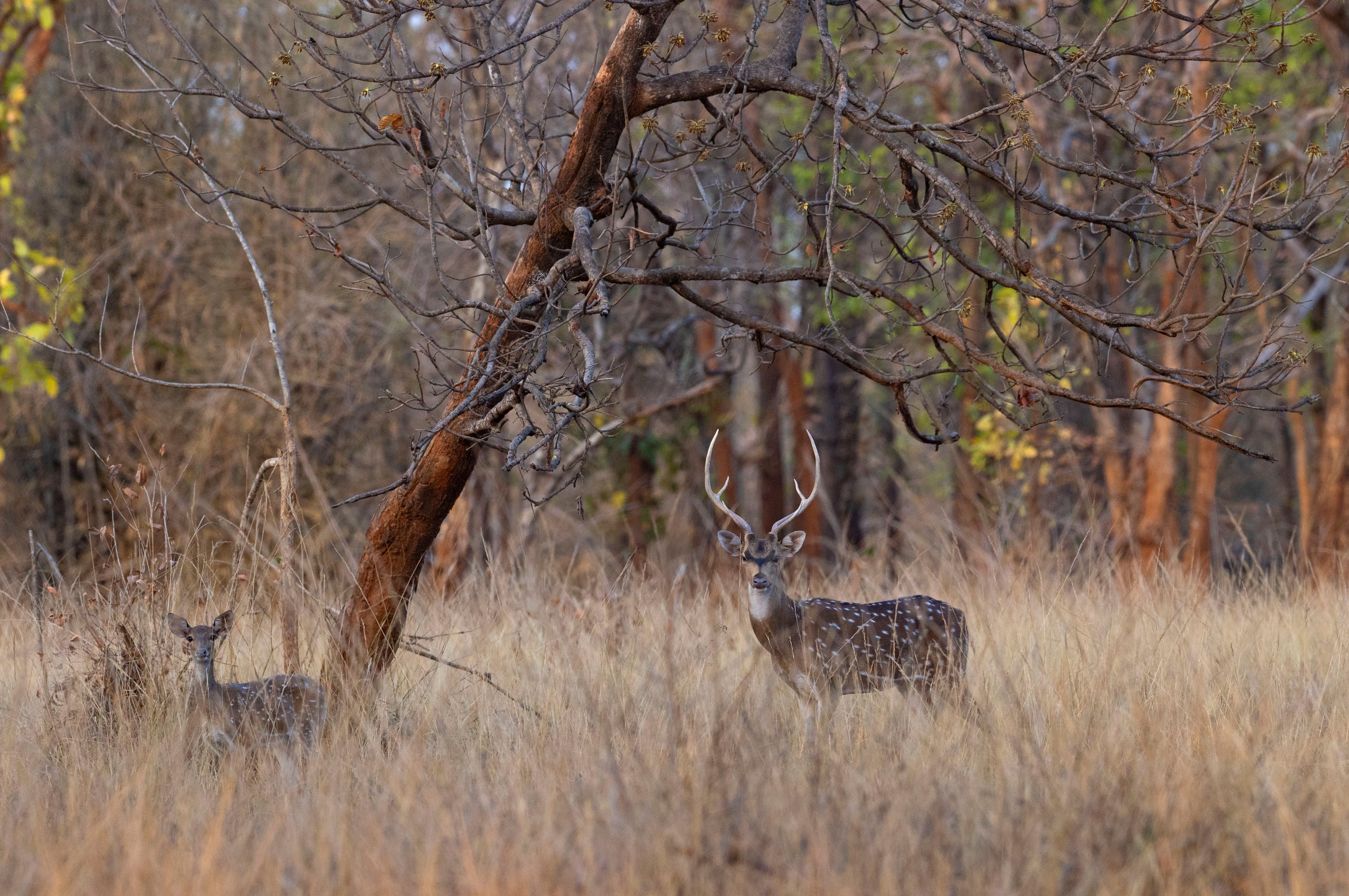 Chital ( Axis axis), also known as spotted deer. Bandhavgarh National Park, INDIA CHITAL -Adult male and female