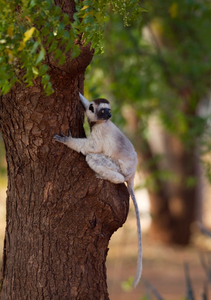 1lemur_in_tree