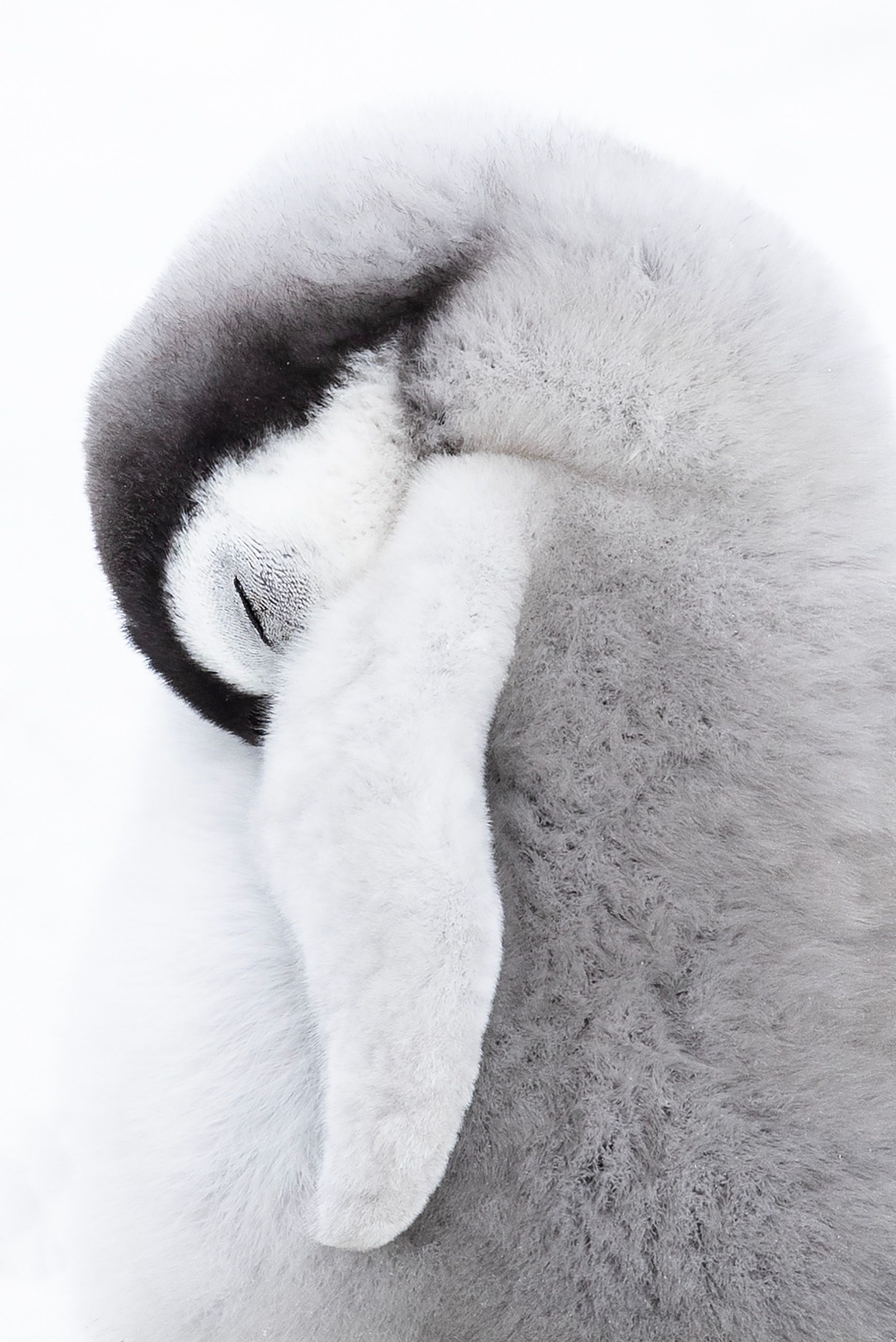 Emperor Penguins (Aptenodytes Forster)