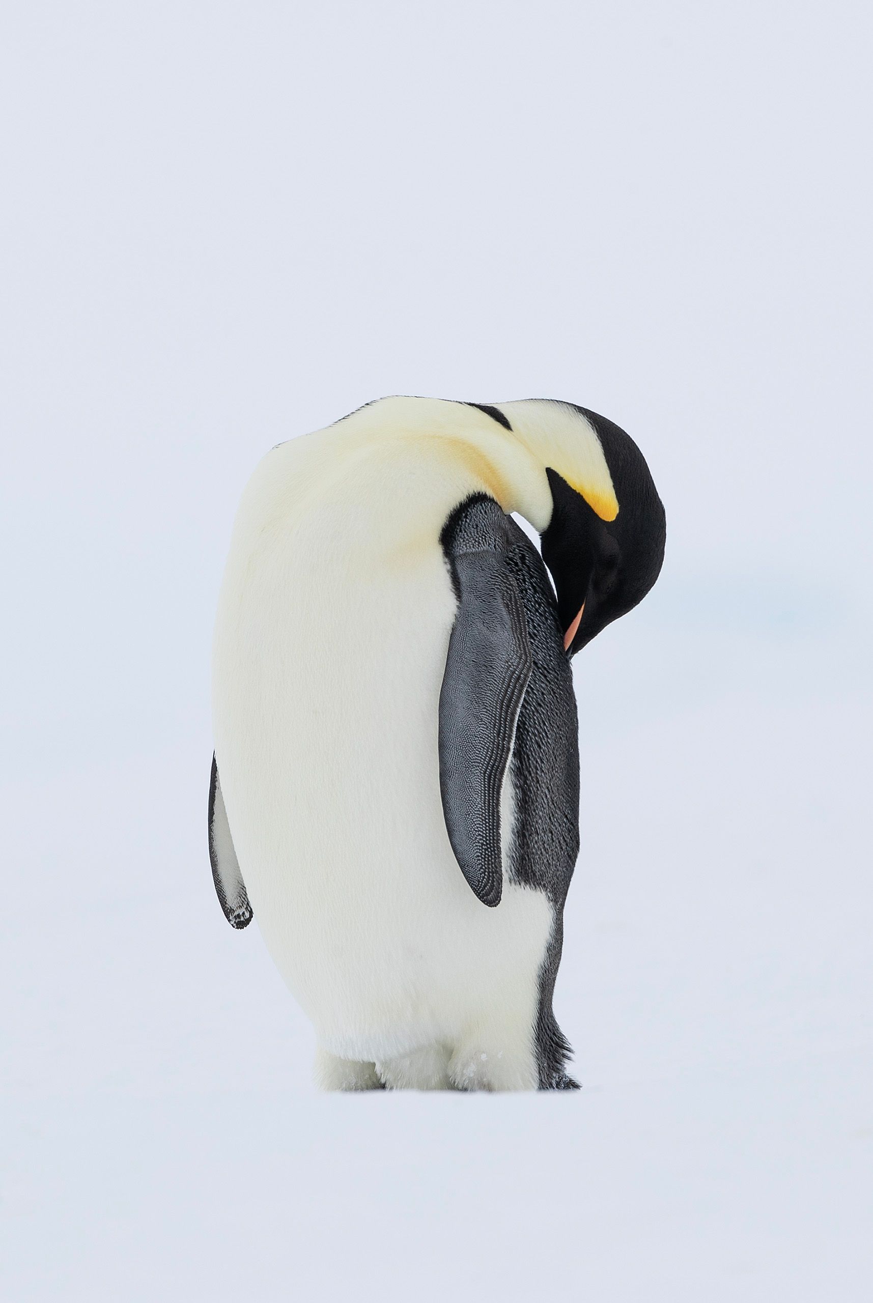Emperor Penguins (Aptenodytes Forster)