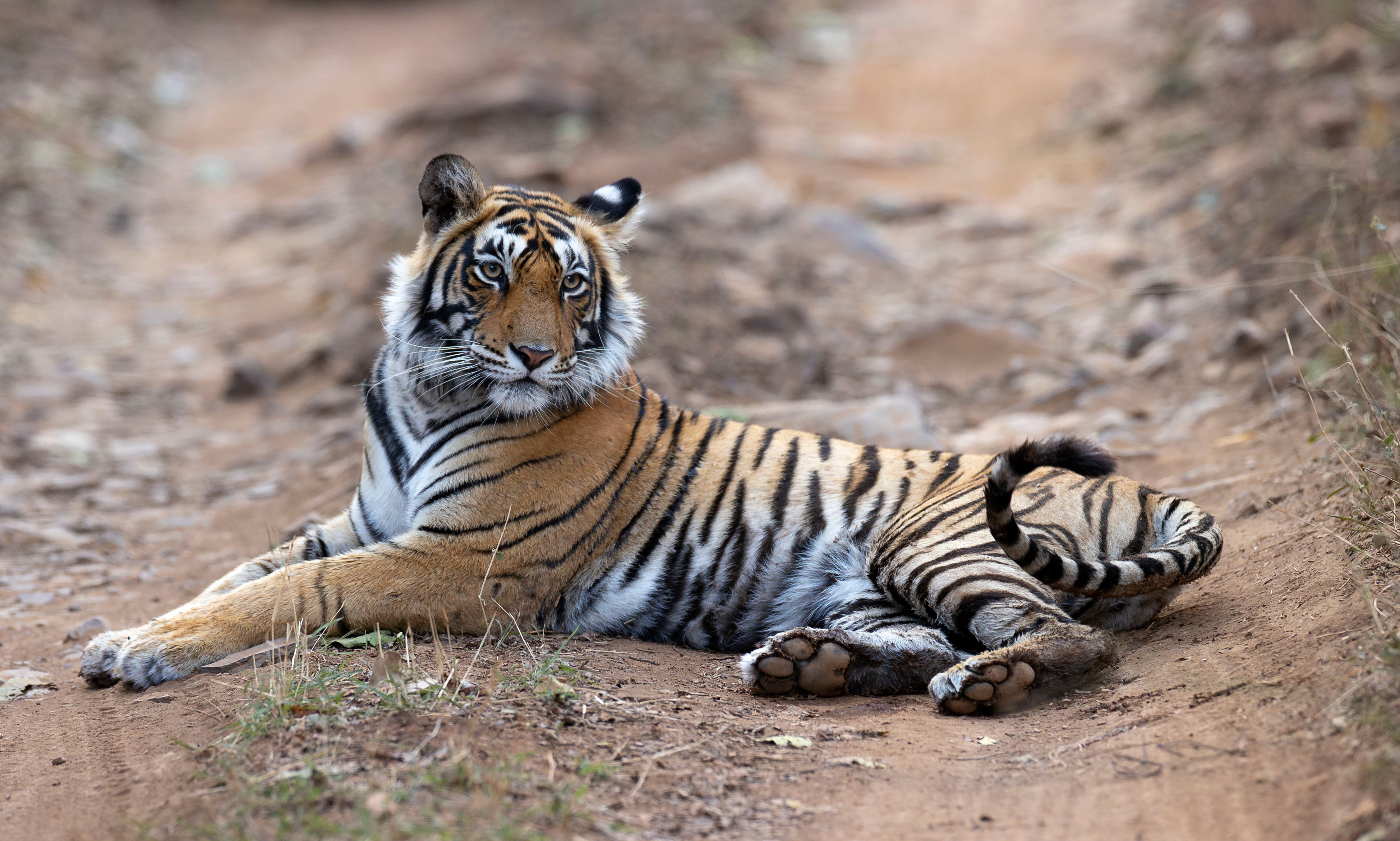 Bengal tiger (Panthera tigris). Ranthambore National Park, INDIA BENGAL TIGER - FEMALE