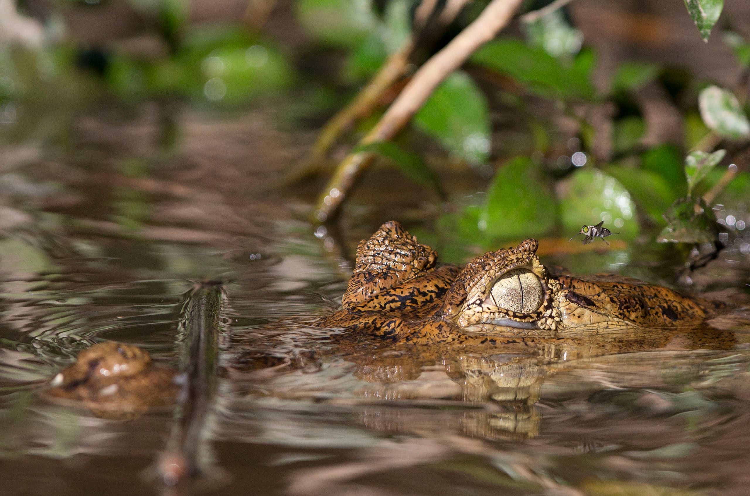 Alligator and Fly