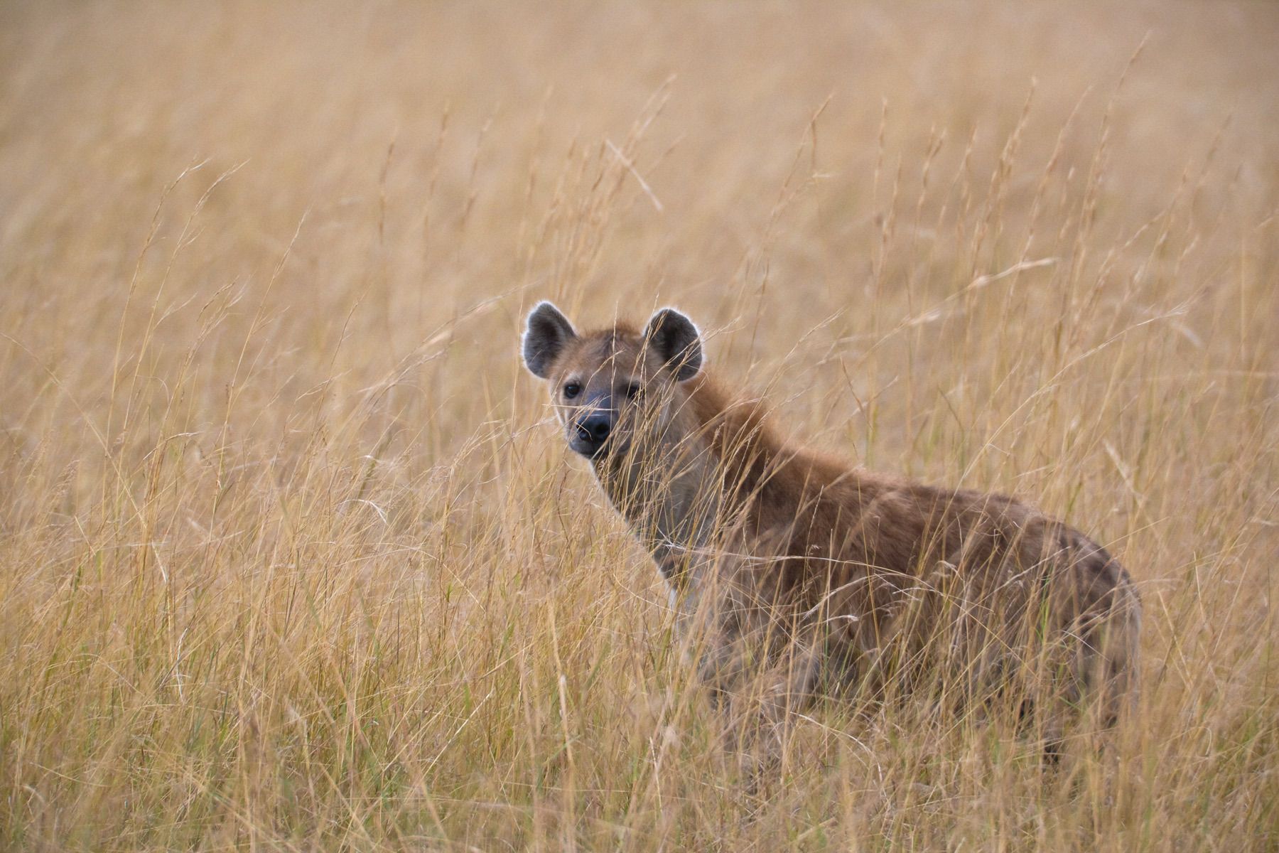 Spotted Hyena (Crocuta crocita) in tall grass, Serengeti National Park. Tanzania Spotted Hyena