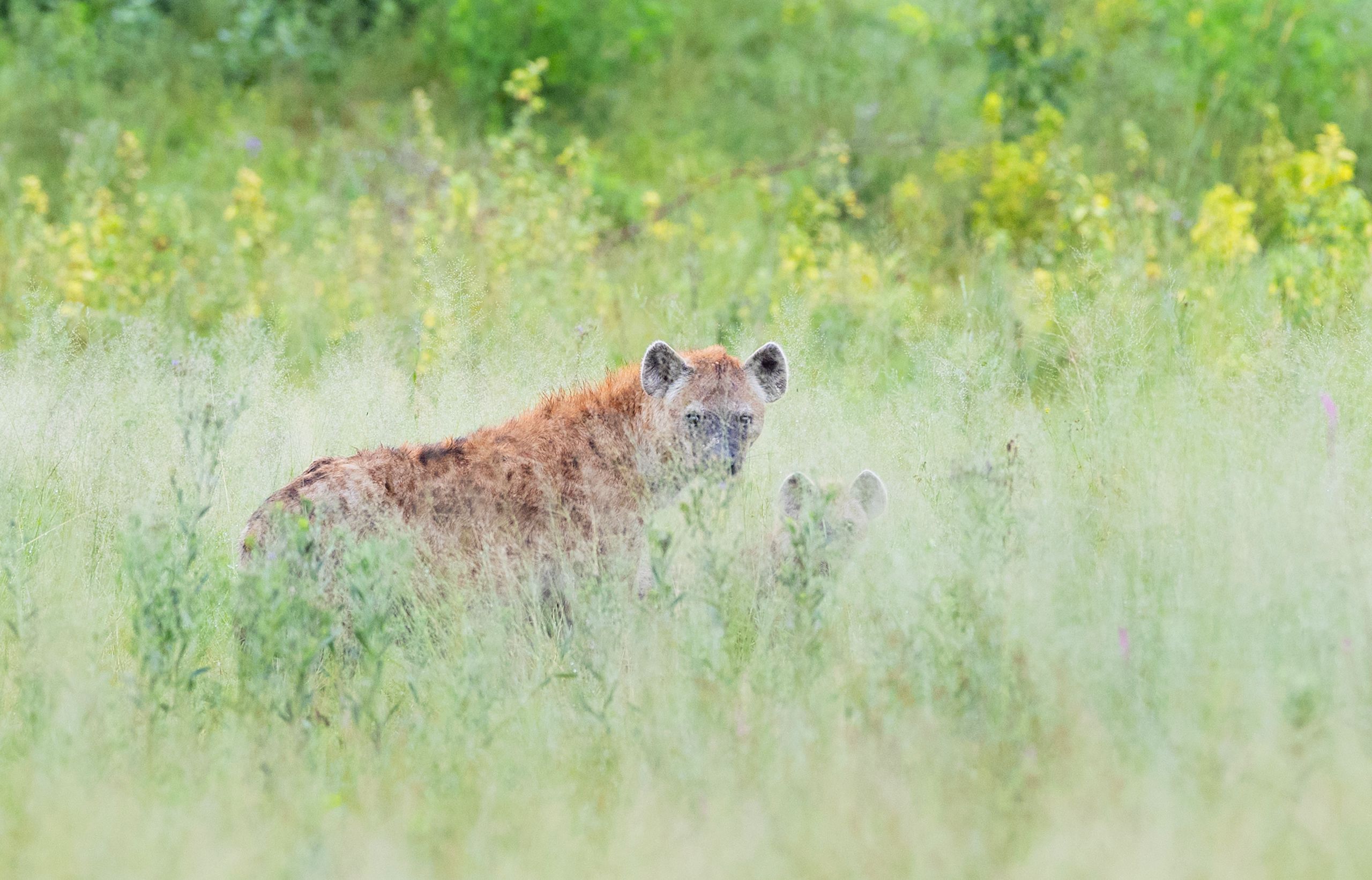 Brown Hyena (Crocuta crocita).  Mala Mala Game Reserve. South Africa Brown Hyena