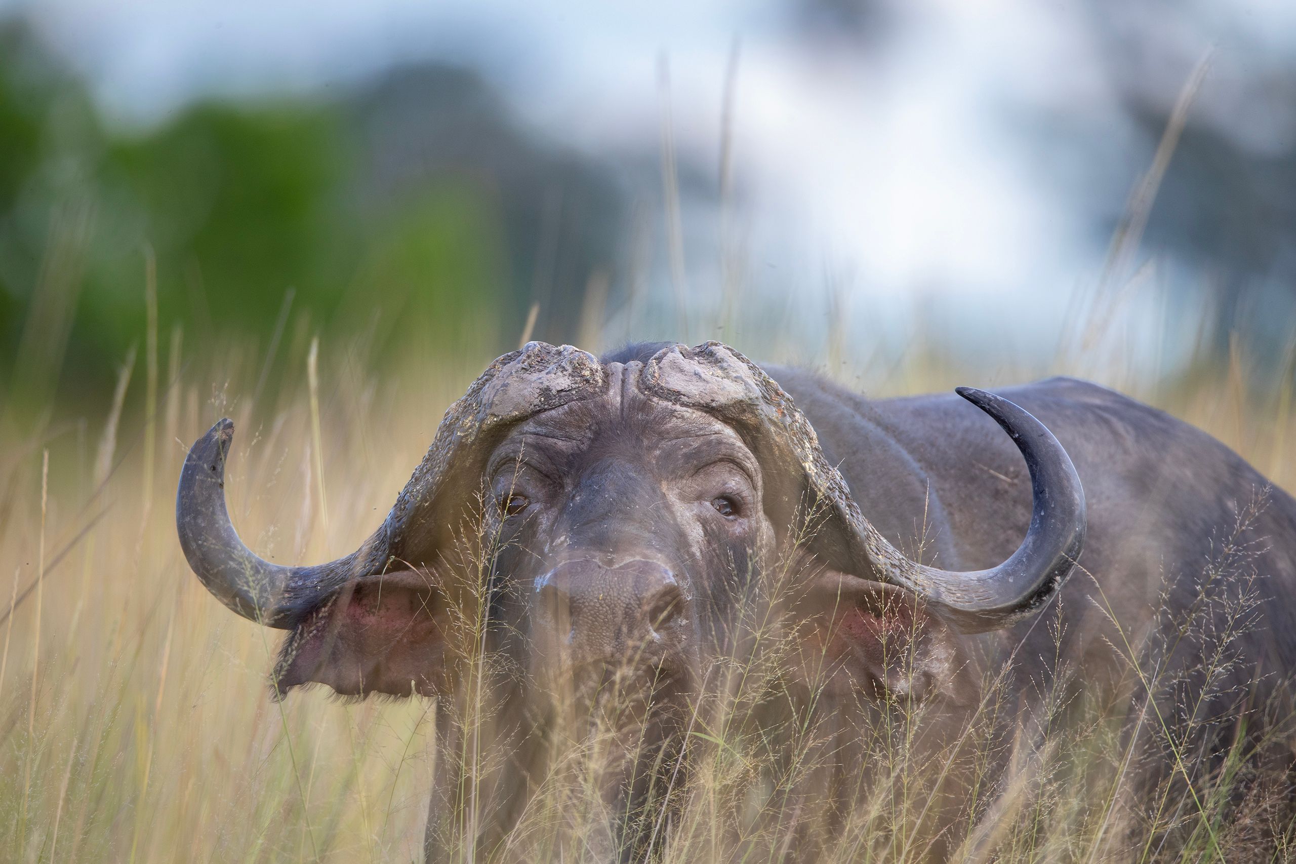 African (Cape) Buffalo (Syncerus cafe).
