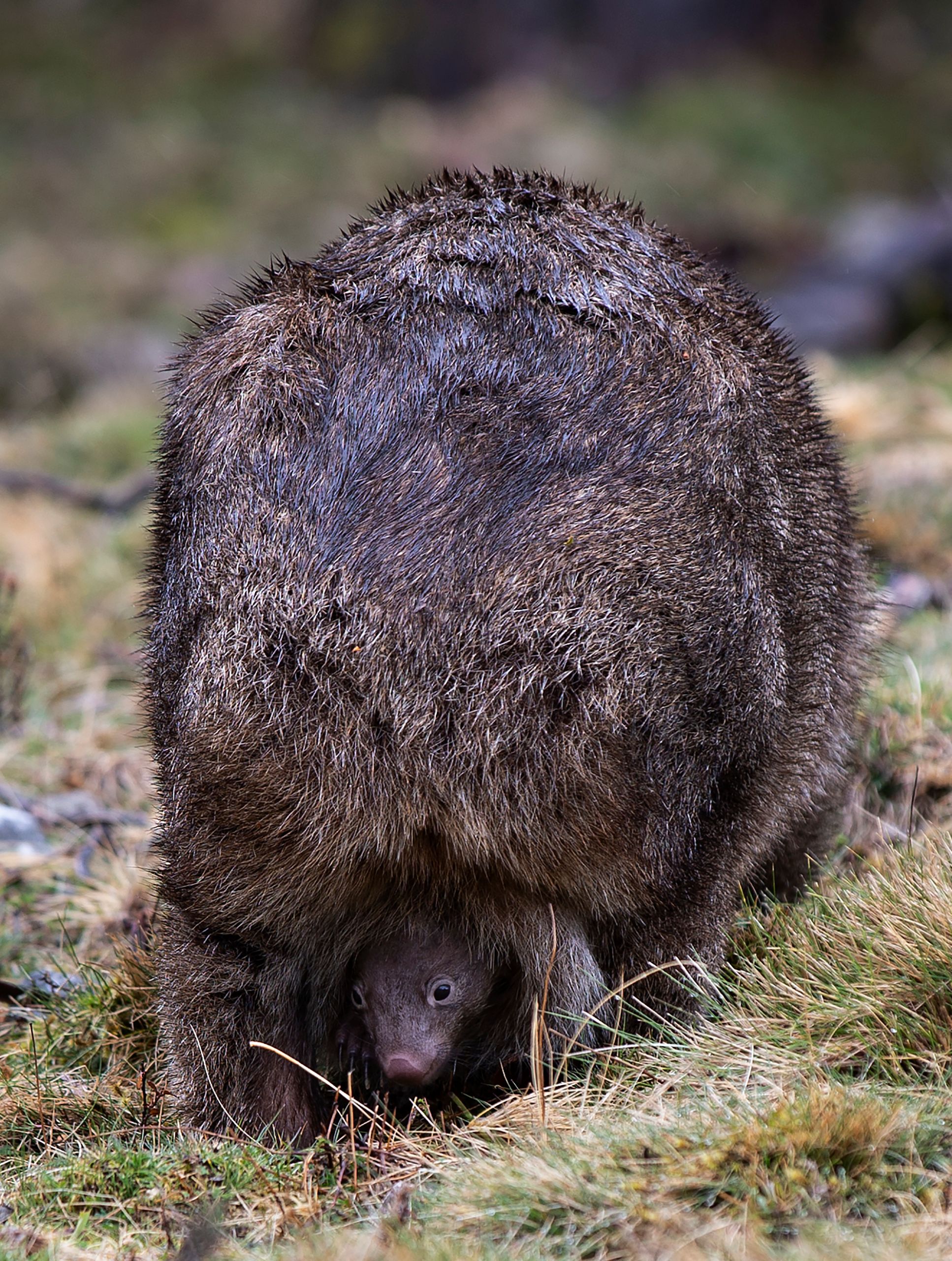 Wombat with young in its pouch