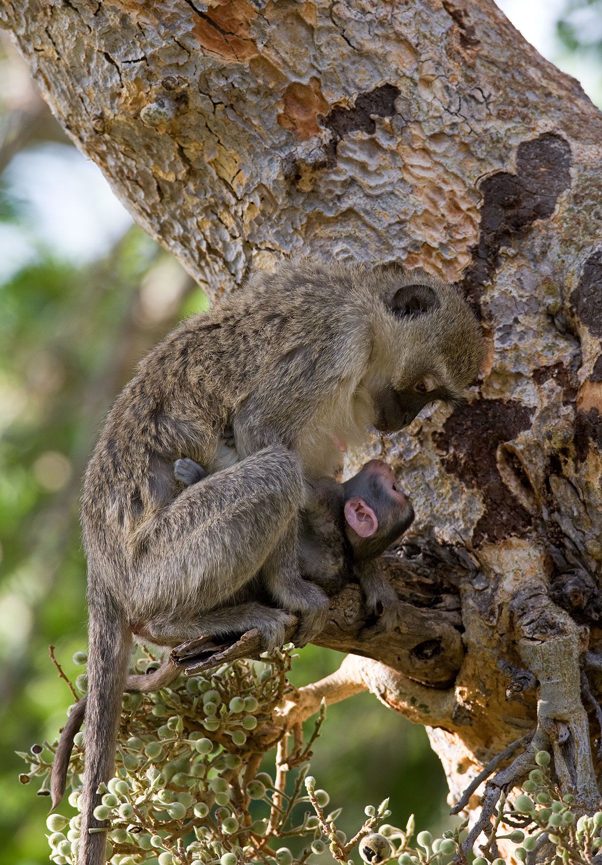 Vervet Monkey (Chlorocebus pygerythrus).  Serengeti National Park. Tanzania. Vervet Monkey
