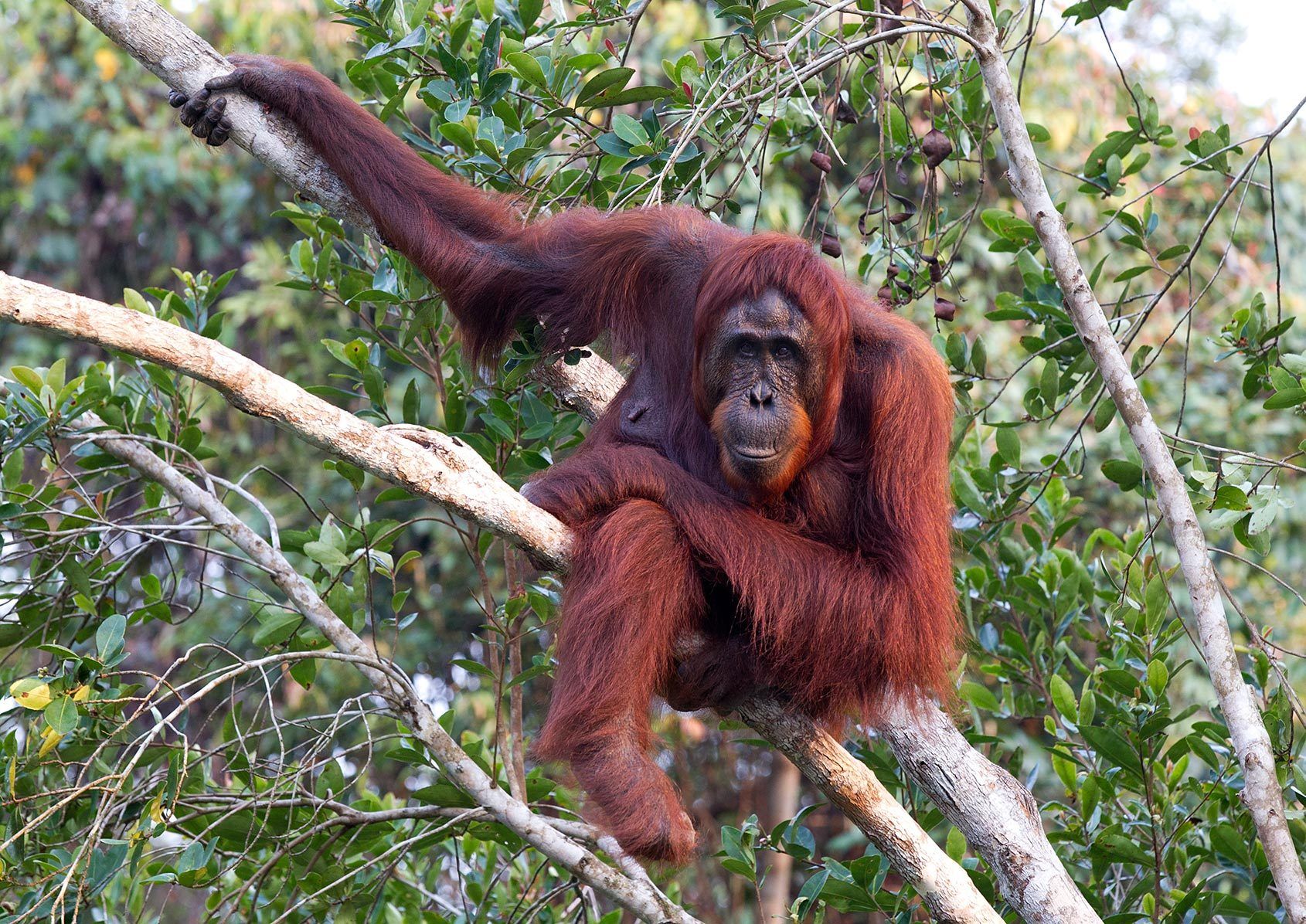 1orangutan_in_branch