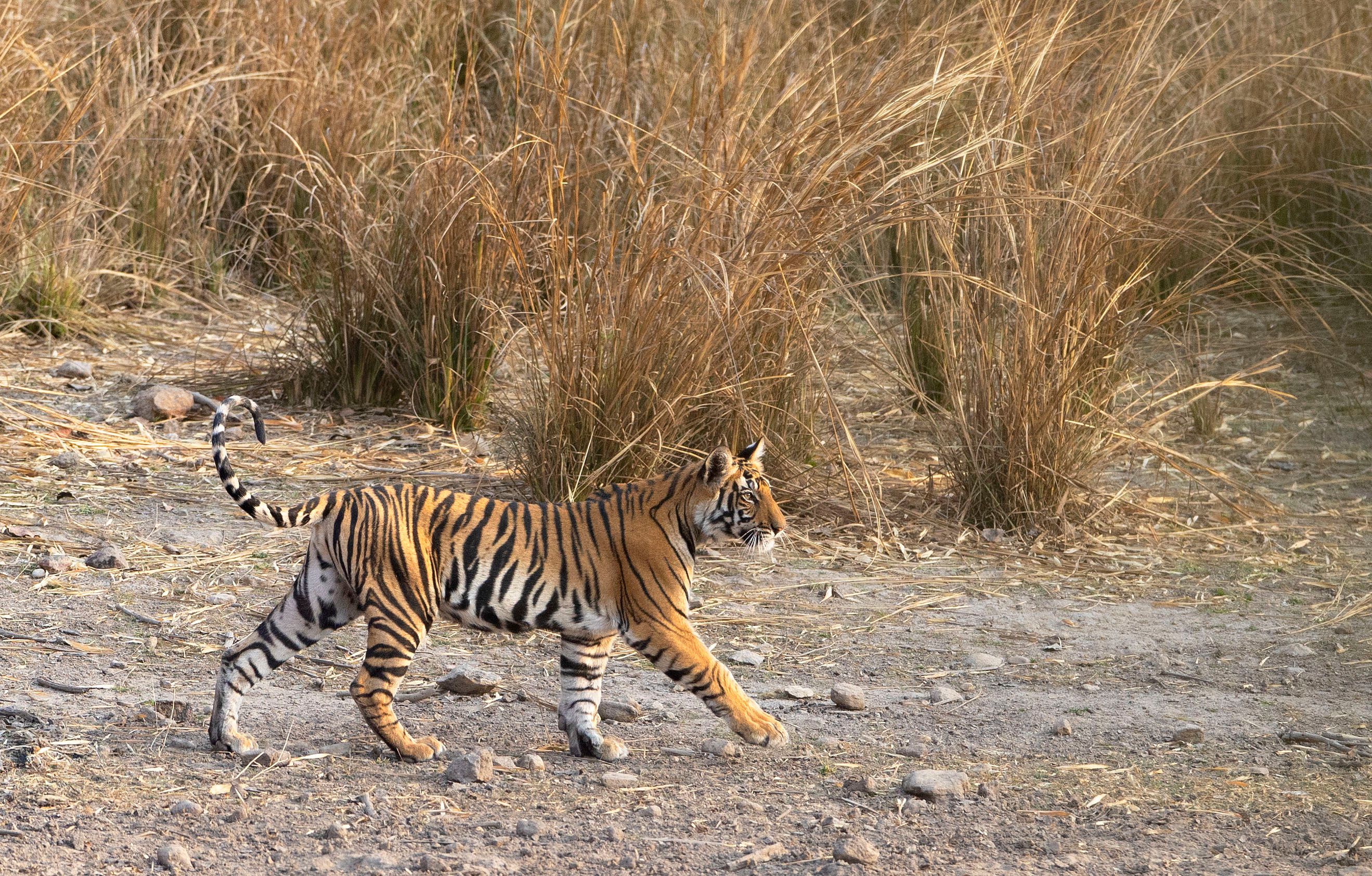 Bengal tiger (Panthera tigris). Bandhavgarh National Park, INDIA BENGAL TIGER - 18 month old cub.