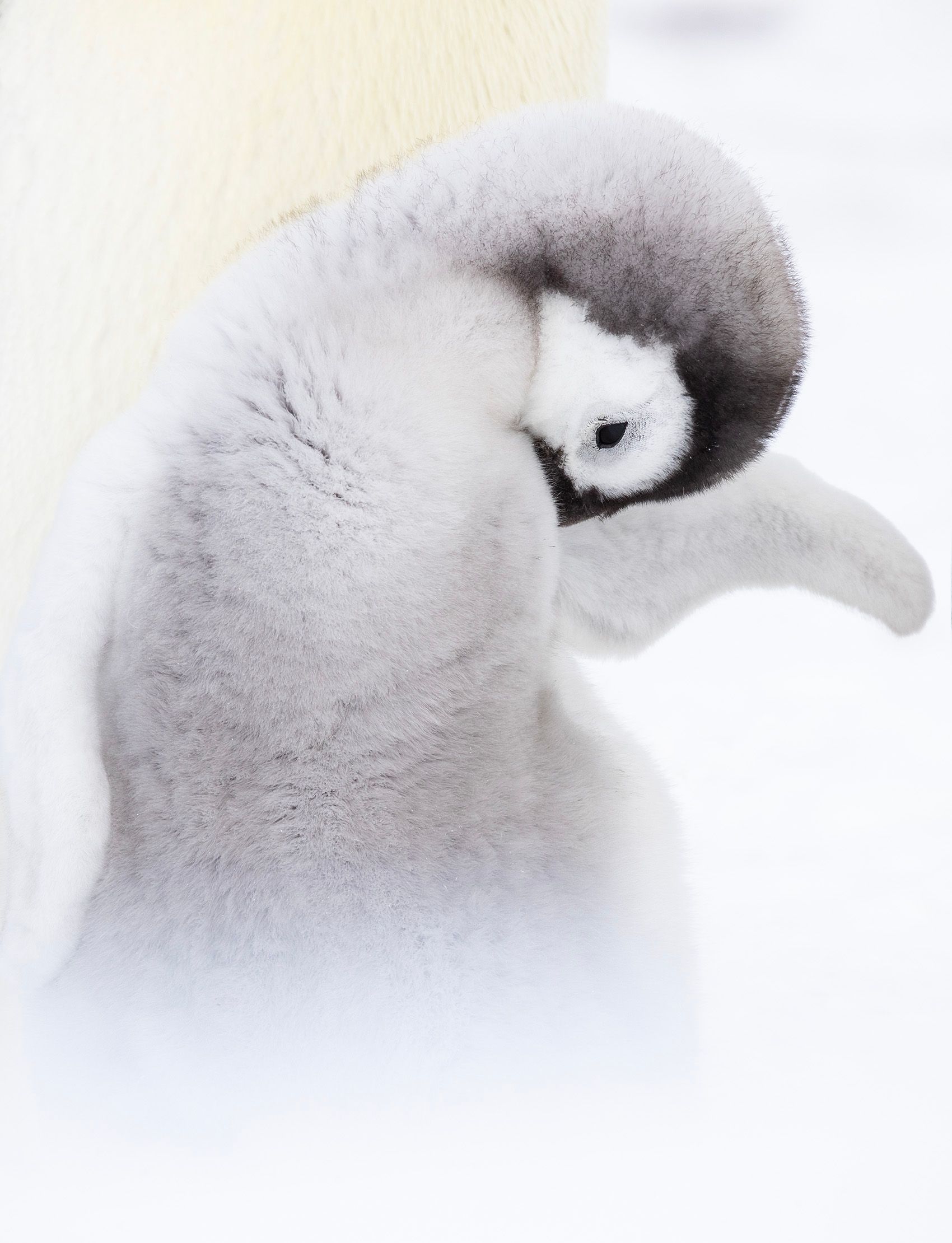 Emperor Penguins (Aptenodytes Forster)