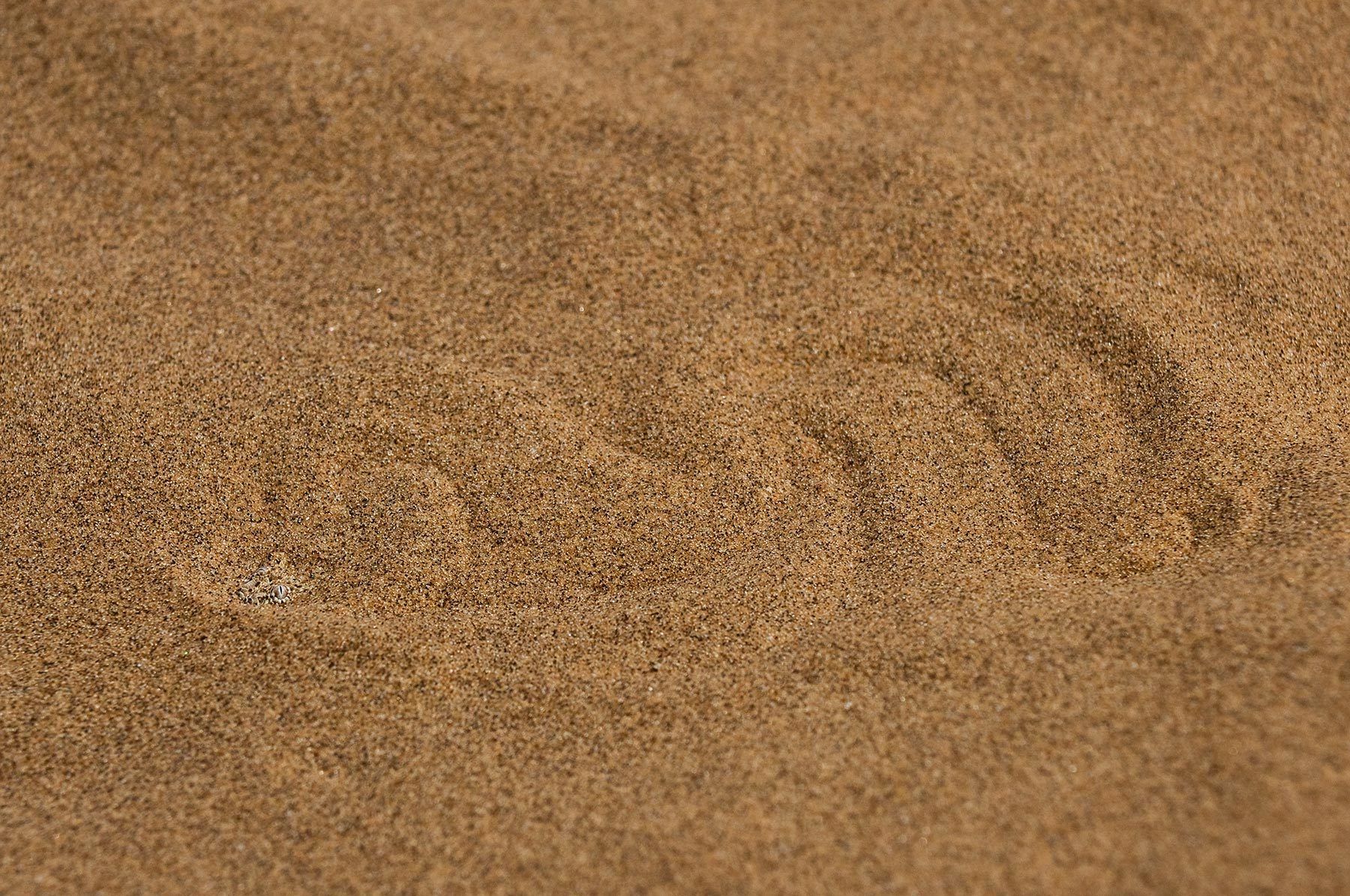 1snake_under_sand
