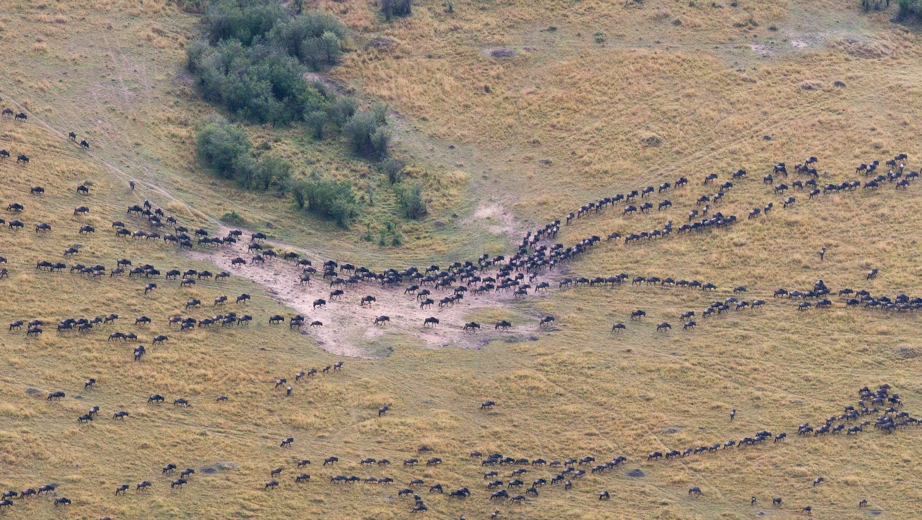 The blue wildebeest (Connochaetes taurinus), also called the common wildebeest, white-bearded gnu or brindled gnu, Wildebeest Migration. Serengeti National Park - Aerial View