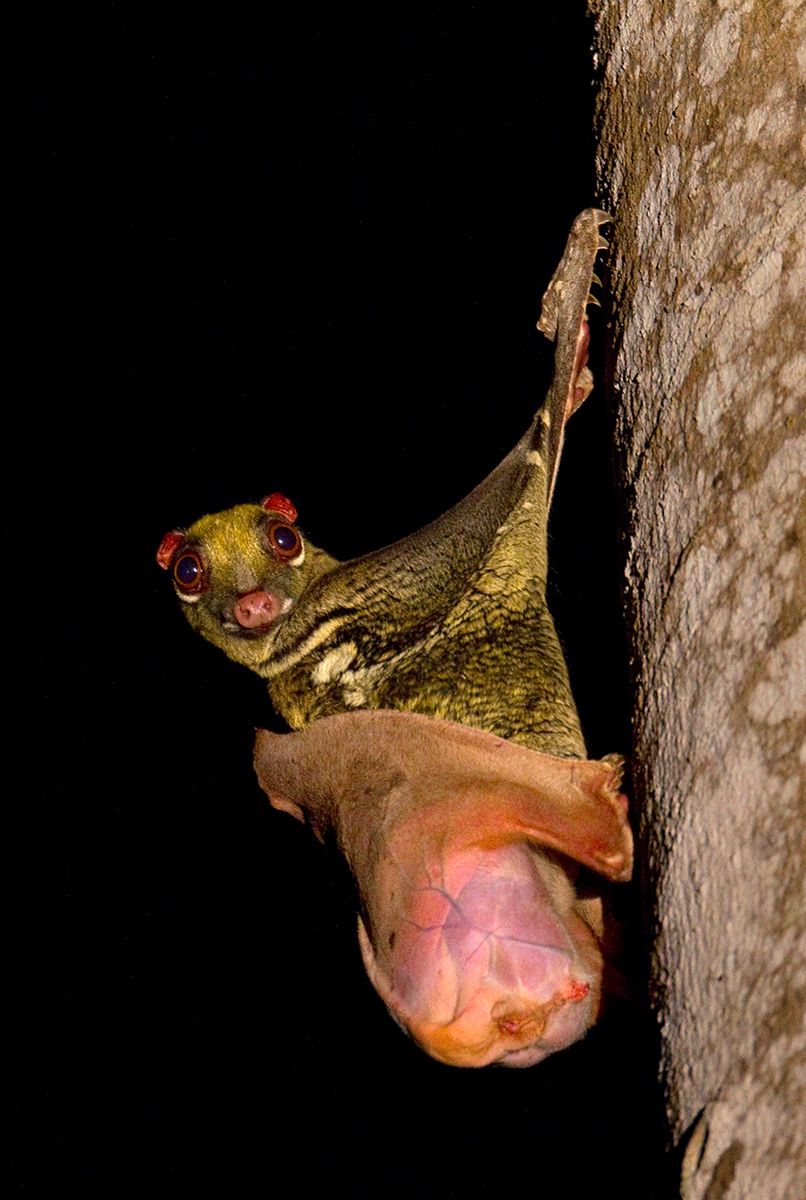1flying_lemur2