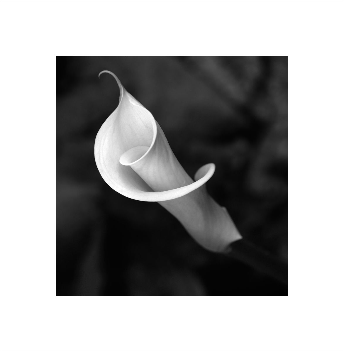 1lirio2b_w_sharp_wframe