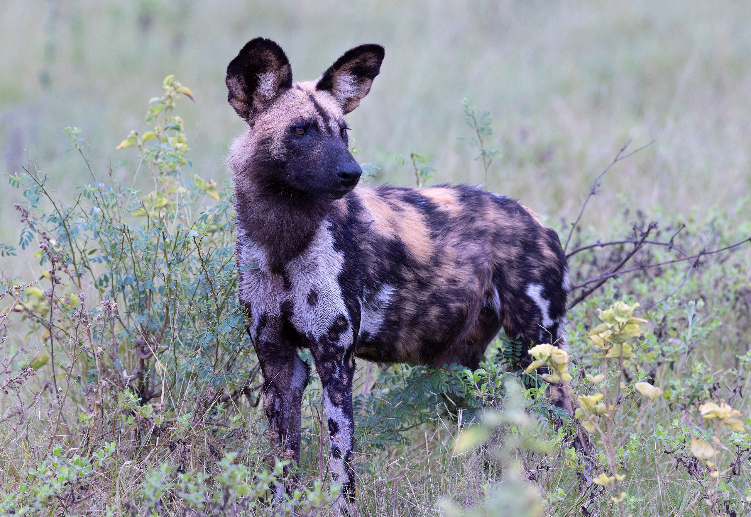 African Wild Dog (Lycaon rictus). Tubu Tree Camp, Okavango Delta, BOTSWANA. African Wild Dog (Lycaon rictus).