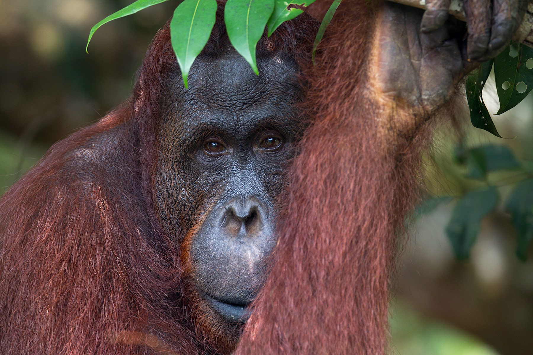 1orangutan_with_leaves