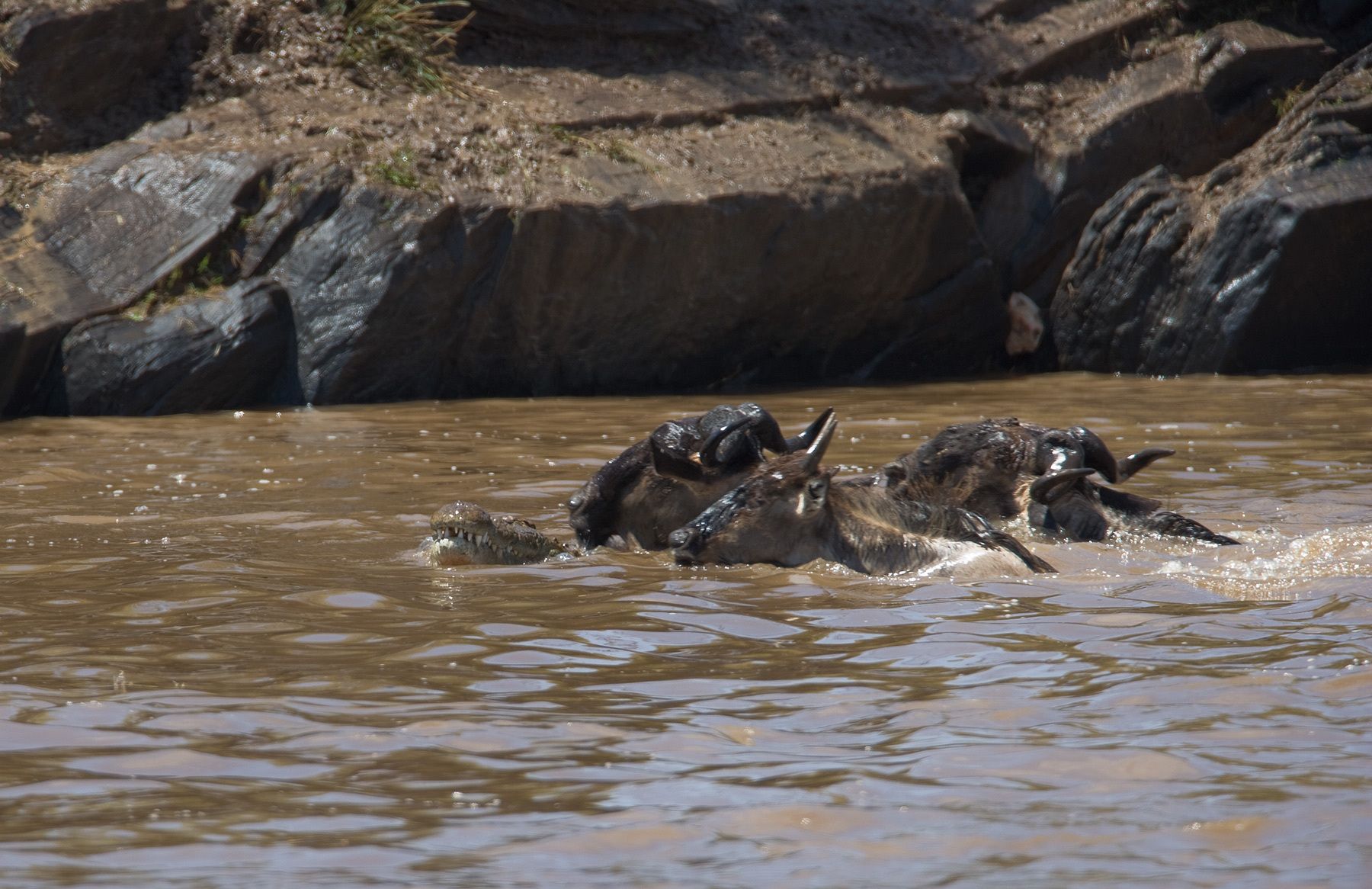 1gnu_encounter_croc_in_river4