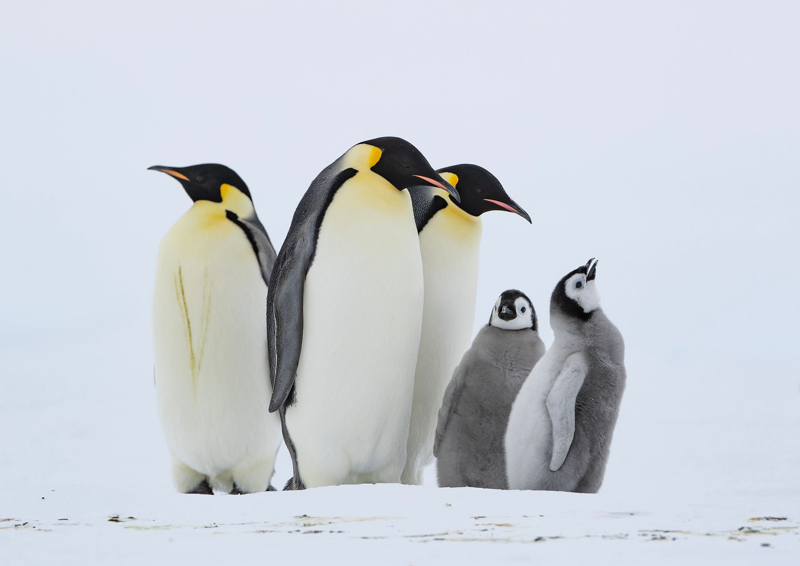 Emperor Penguins (Aptenodytes Forster)