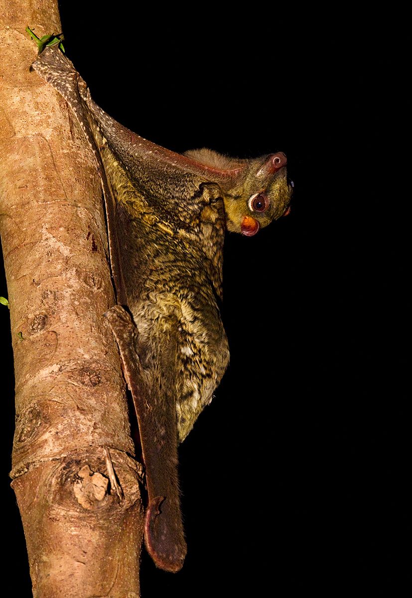 1flying_lemur