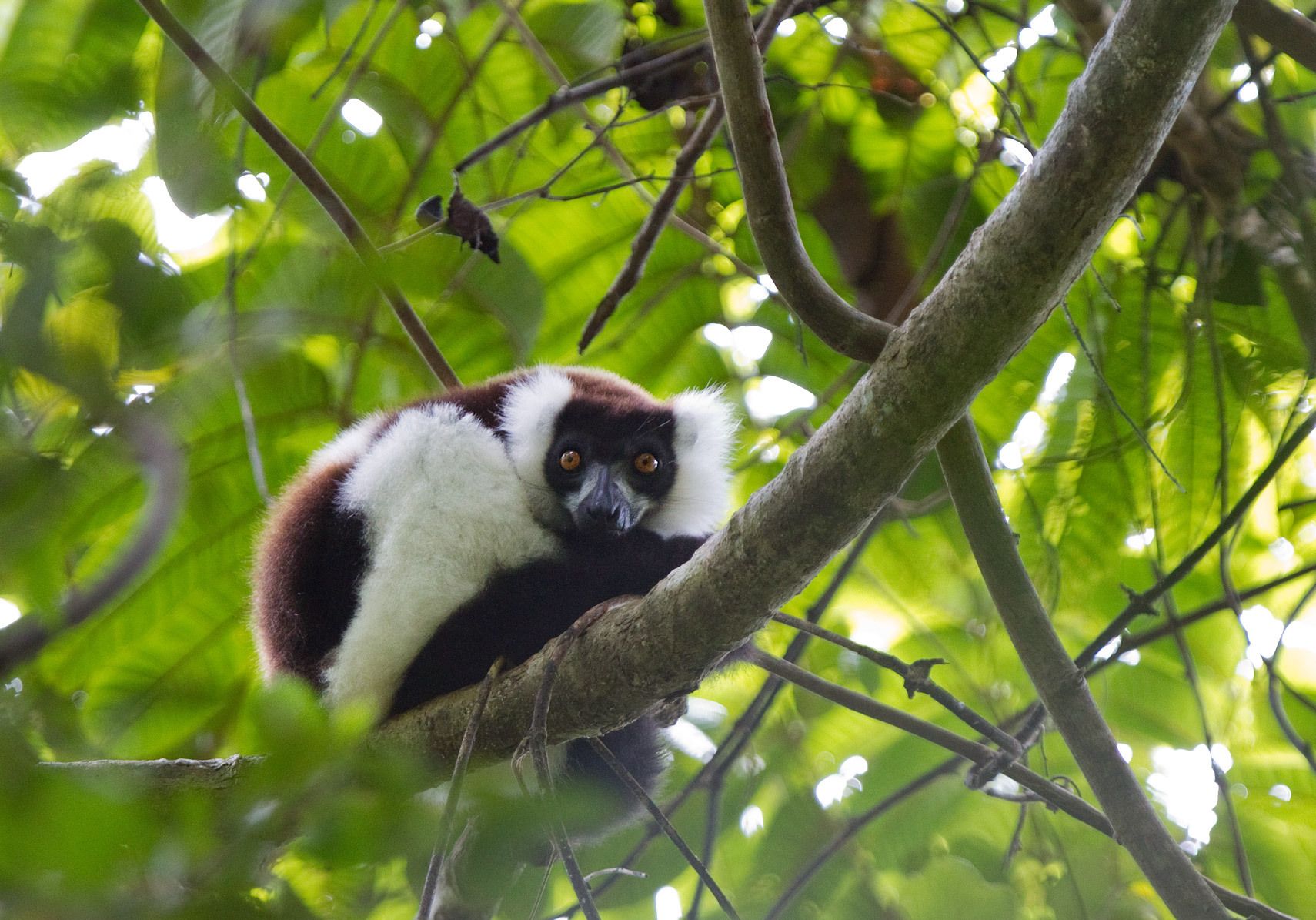 1bw_lemur3