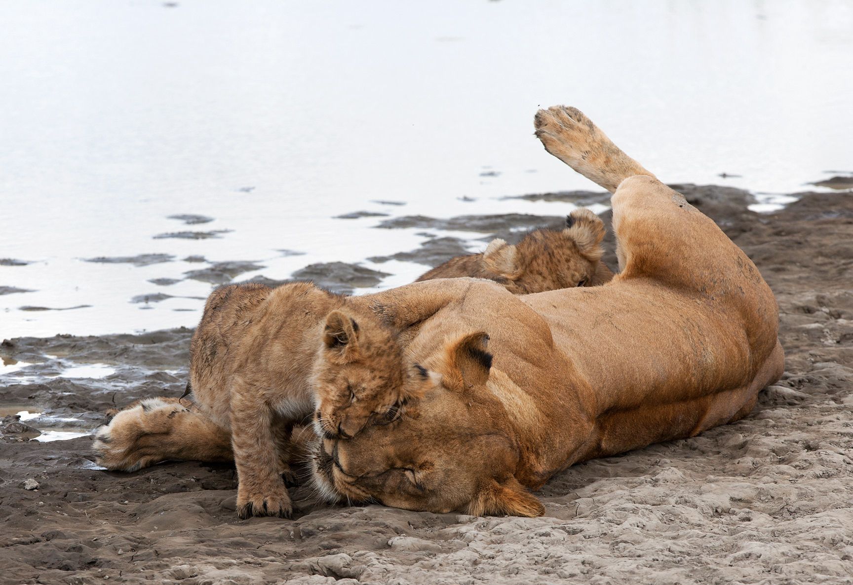 Nursing lioness with her cubs. Seronera Region. Serengeti National Park.  Lioness with cubs