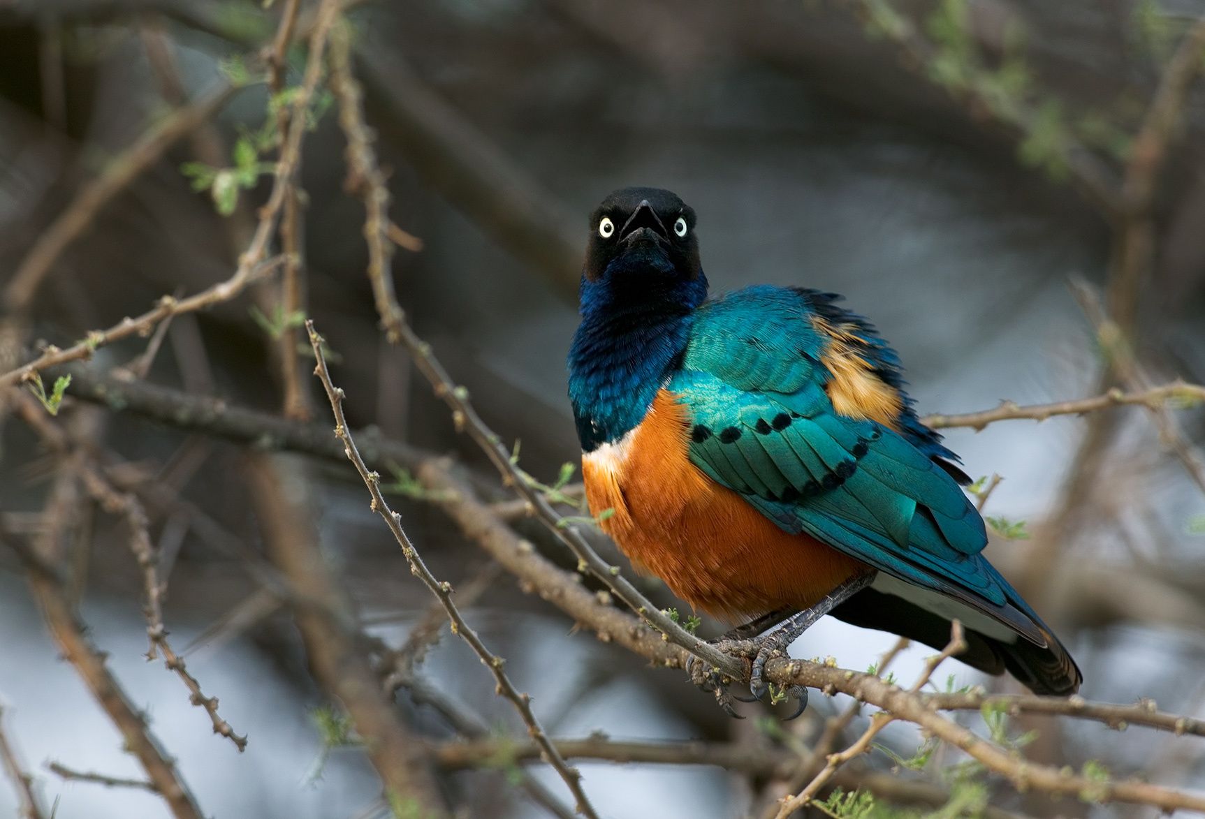 1superb_starling
