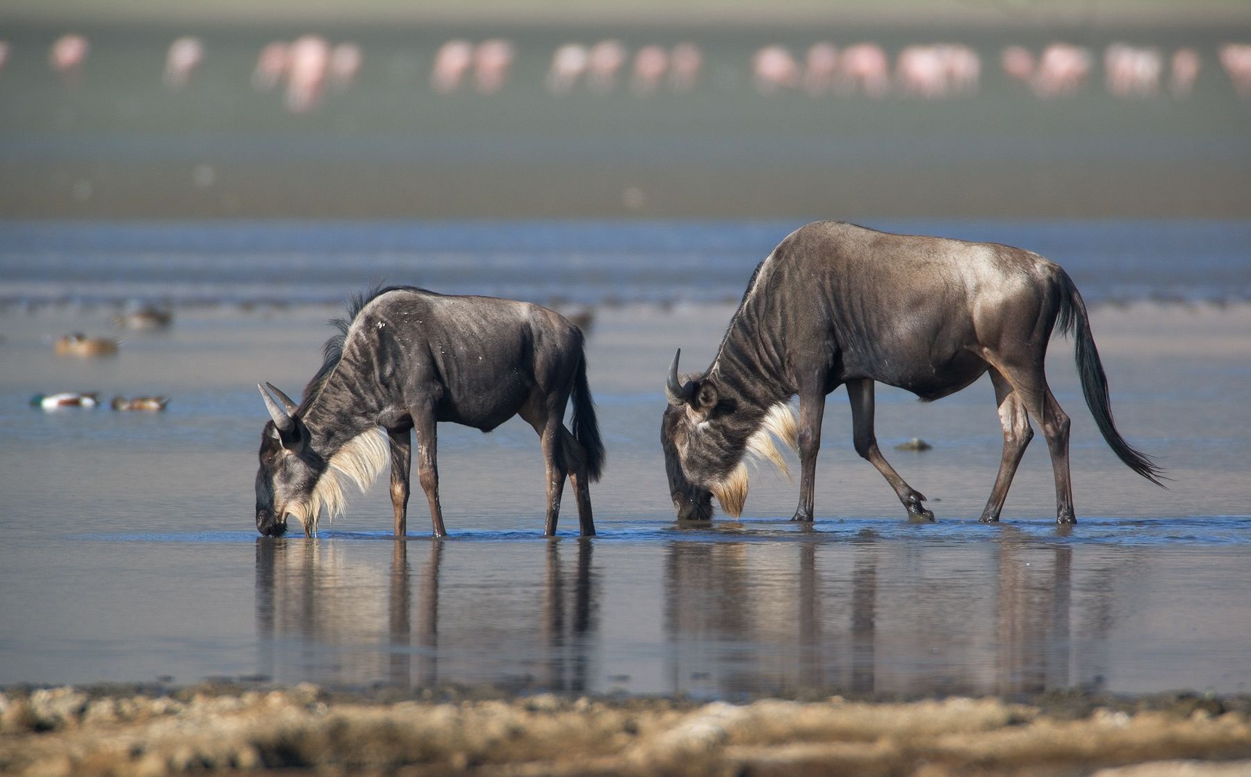Wildebeest or Gnu (Connochaetes taurinus). Lake Magadi, Ngorongoro Crater. Tanzania Gnus