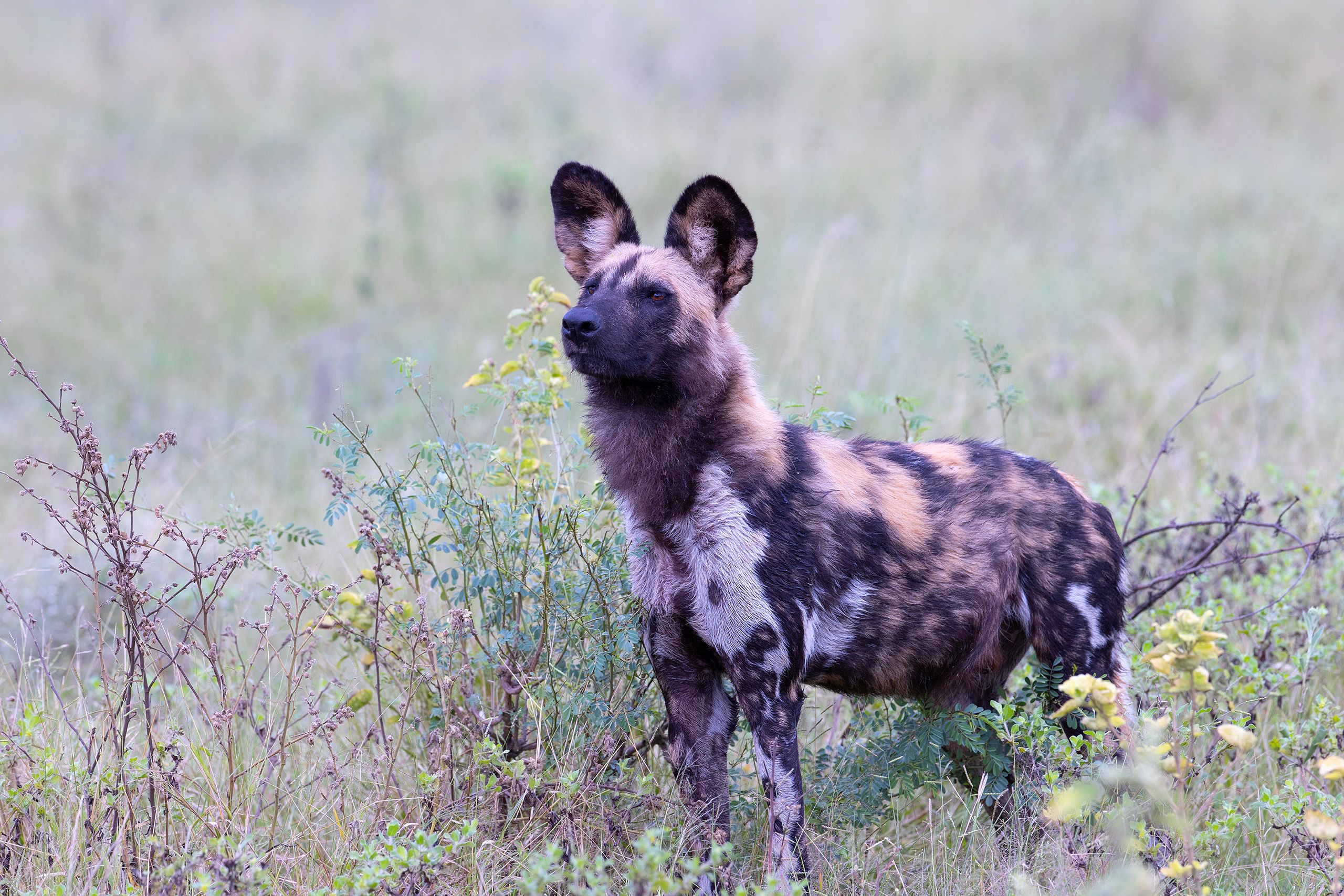 African Wild Dog (Lycaon rictus).  African Wild Dog.