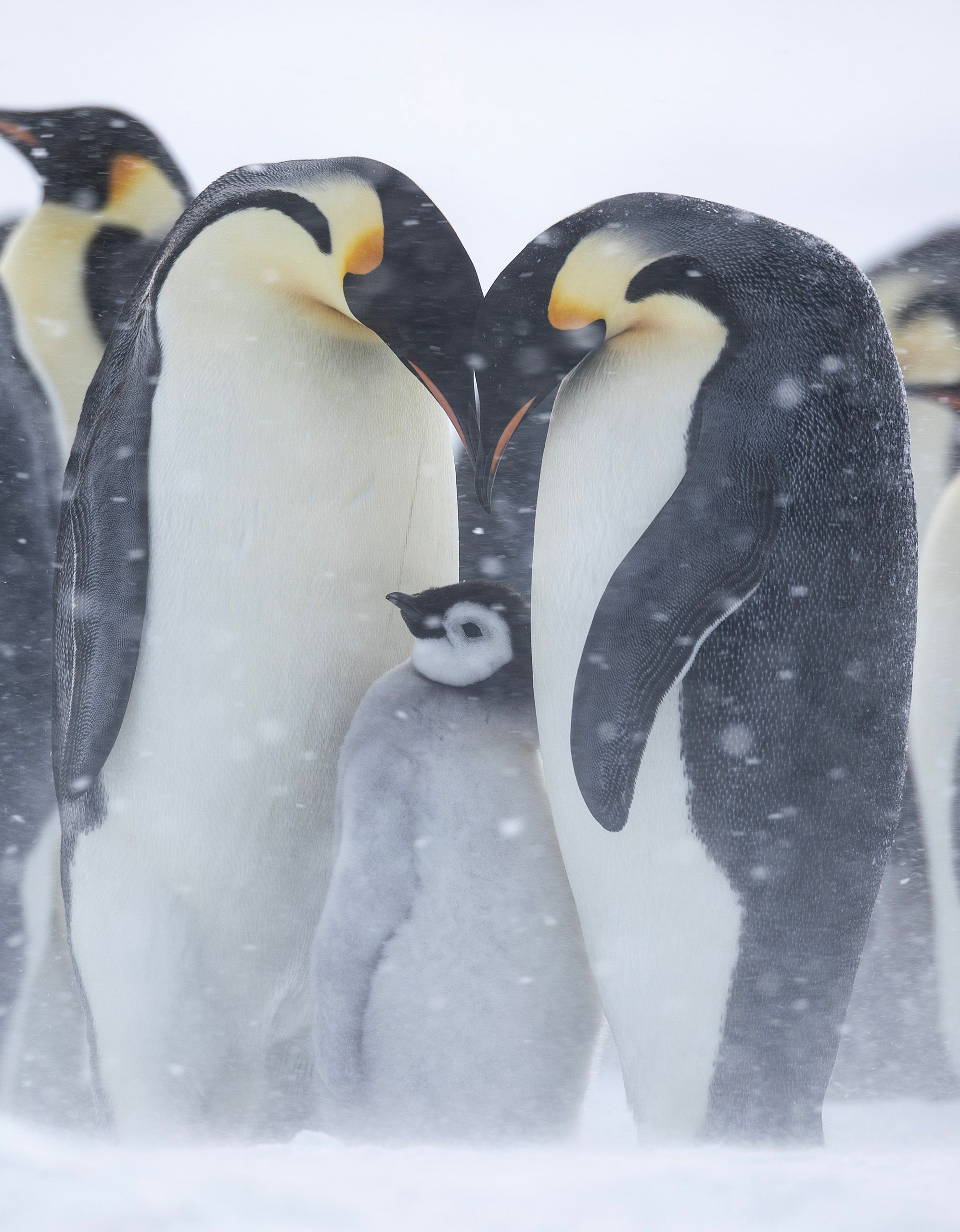 Emperor Penguins (Aptenodytes Forster)