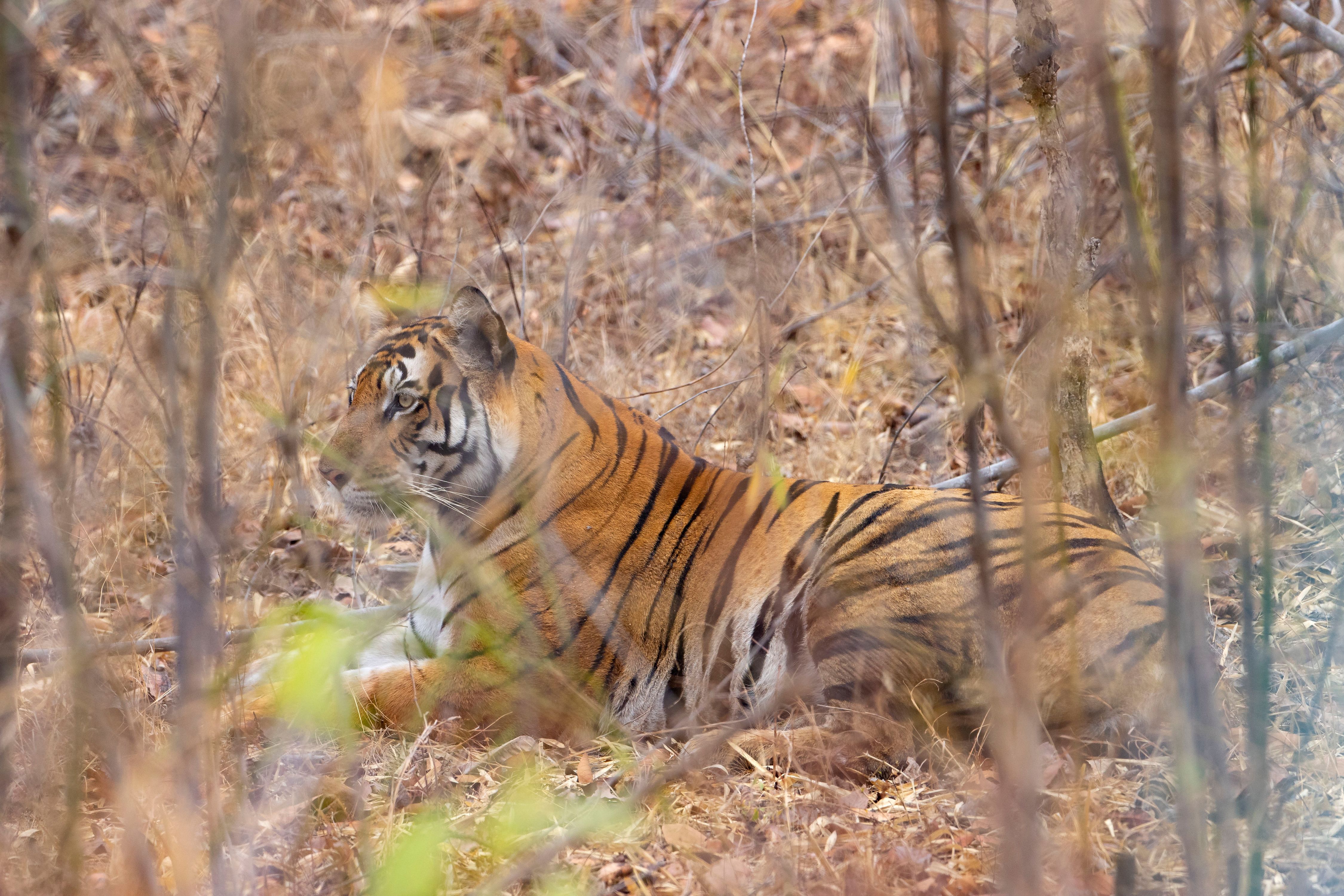 Bengal tiger (Panthera tigris). Bandhavgarh National Park, INDIA BENGAL TIGER - ADULT FEMALE