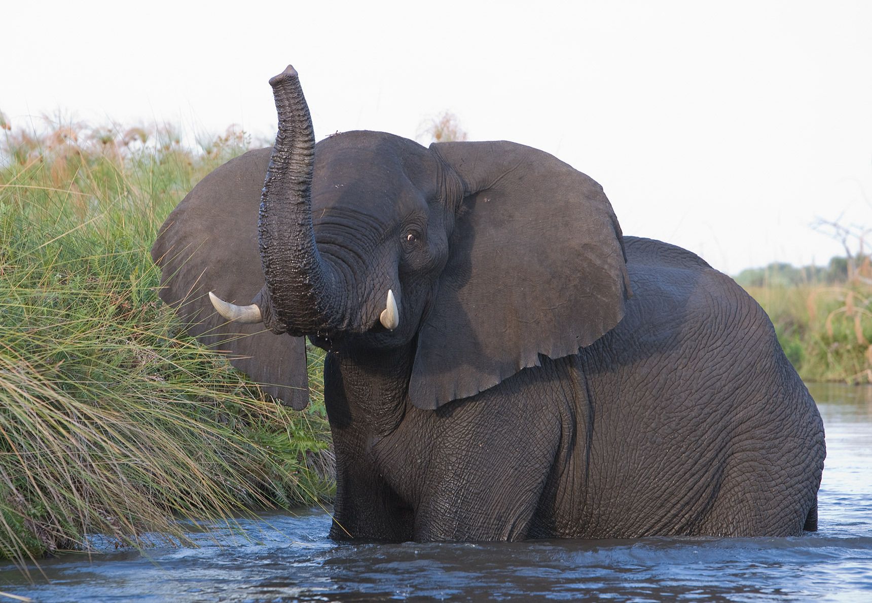 African Elephant (Loxodonta africana). Okavango Delta, Botswana.  African Elephant