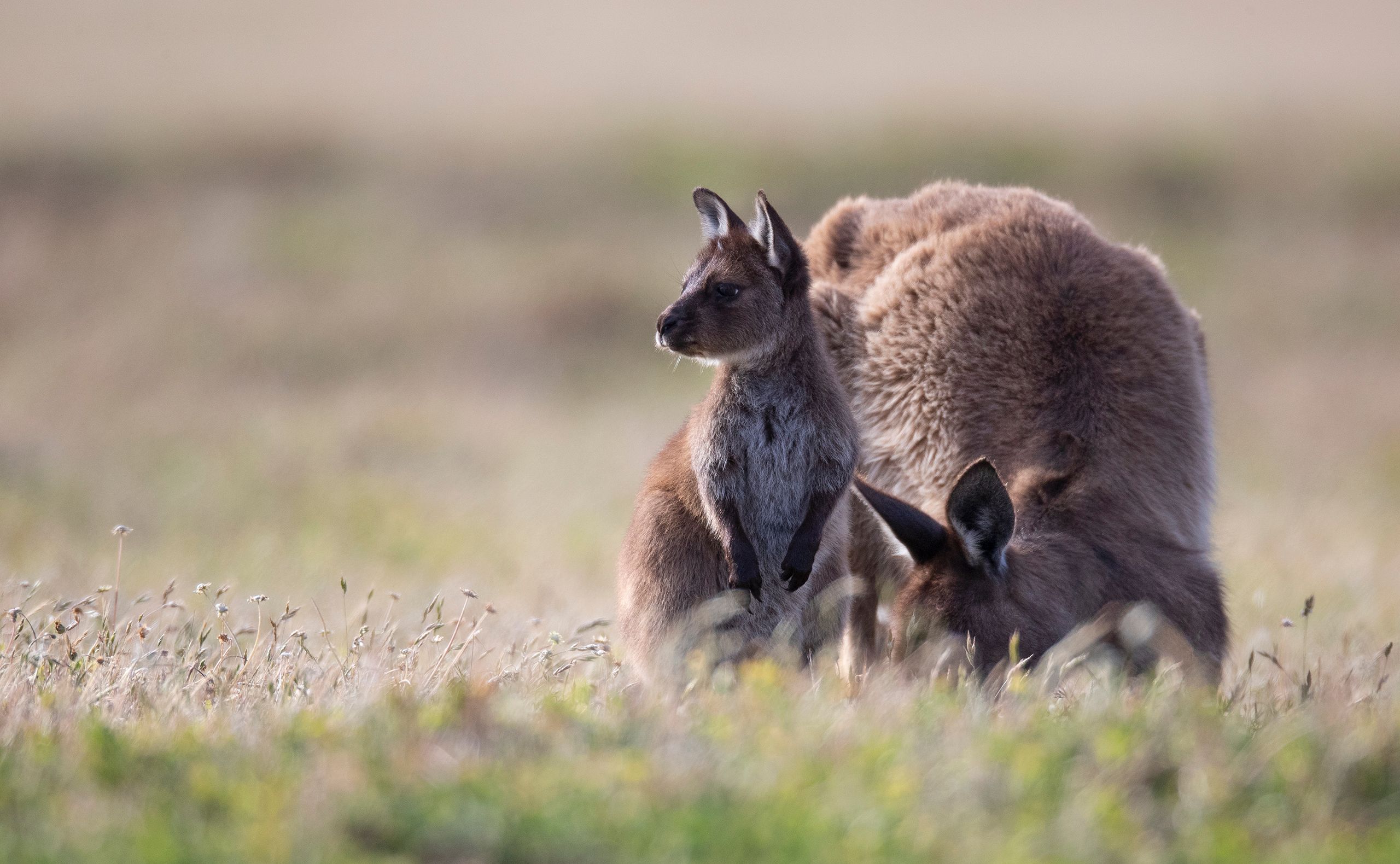Red Kangaroo