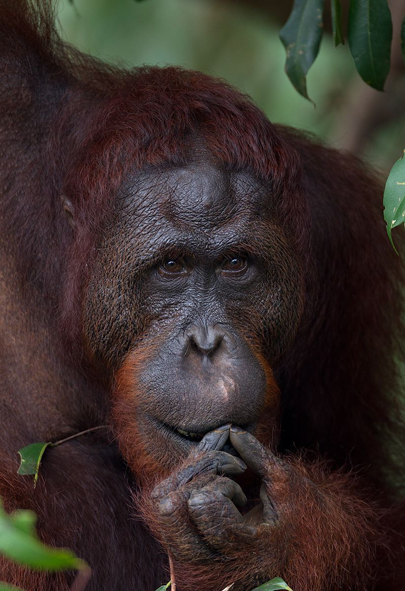 1orangutan_picking_nails