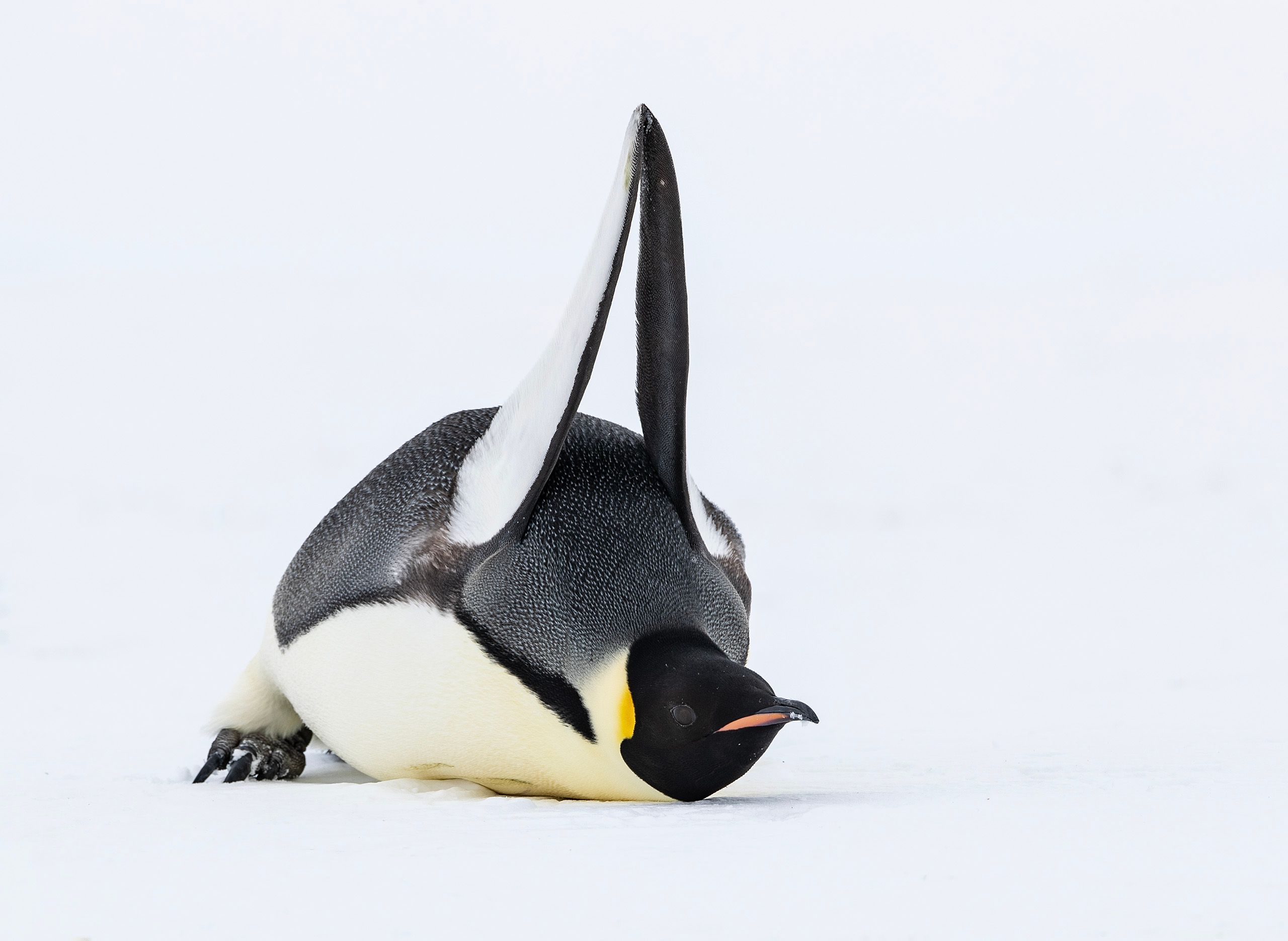 Emperor Penguins (Aptenodytes Forster)
