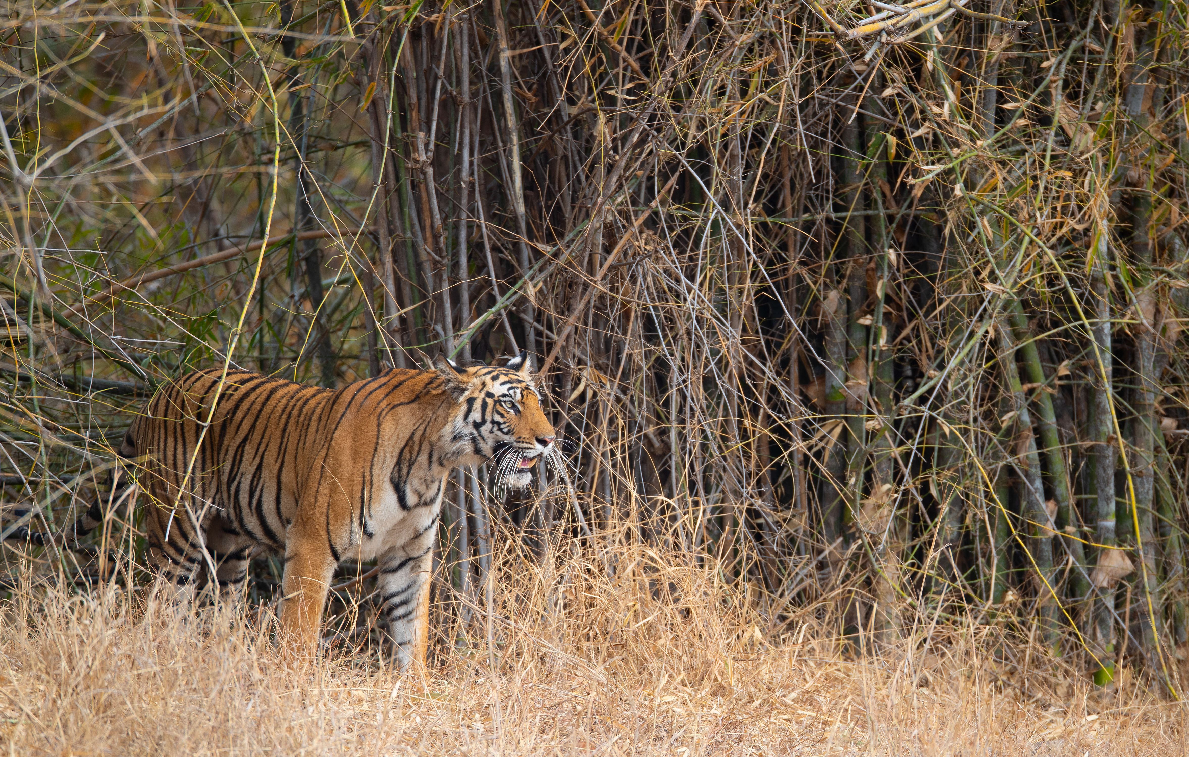 Bengal tiger (Panthera tigris) Bandhavgarh National Park, INDIA BENGAL TIGER