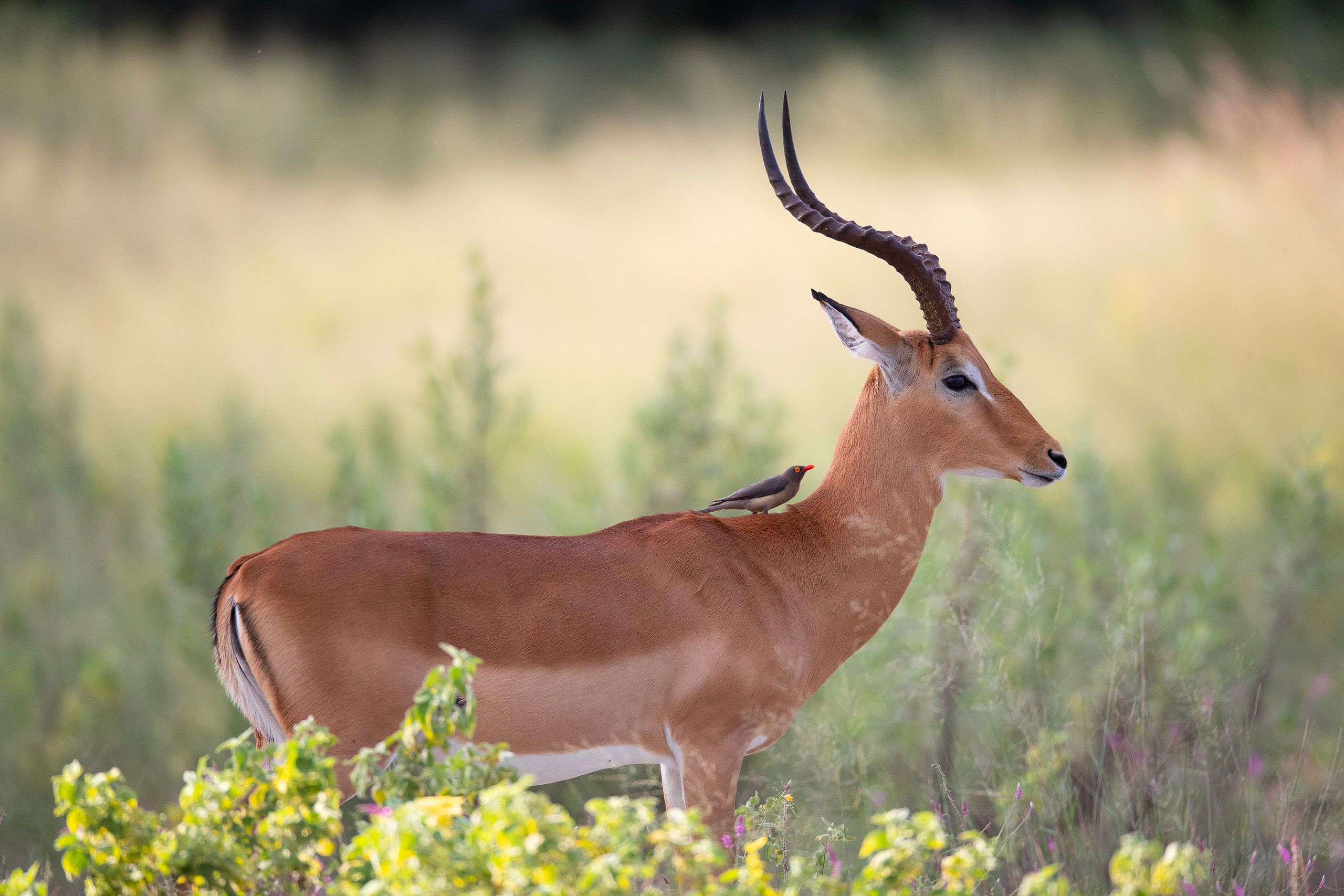 Impala or rooibok (Aepyceros melampus) and  yellow-billed oxpecker (Buphagus africanus) Impala and Oxpecker - Botswana.
