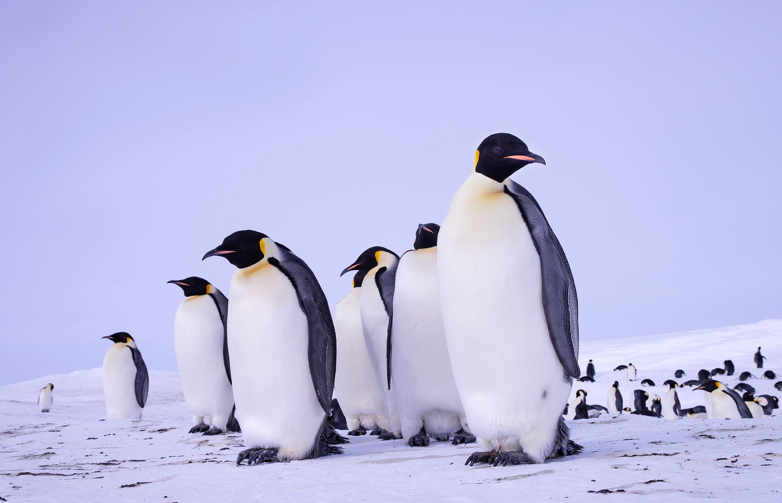 Emperor Penguins (Aptenodytes Forster)