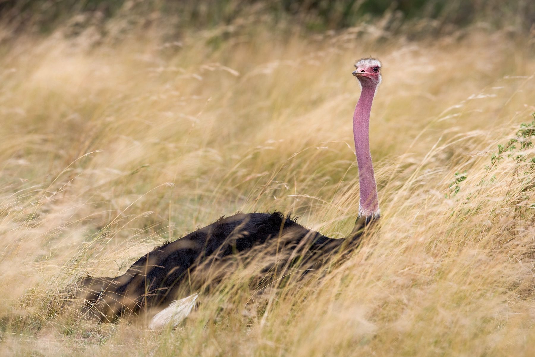 1ostrich_male_rtp