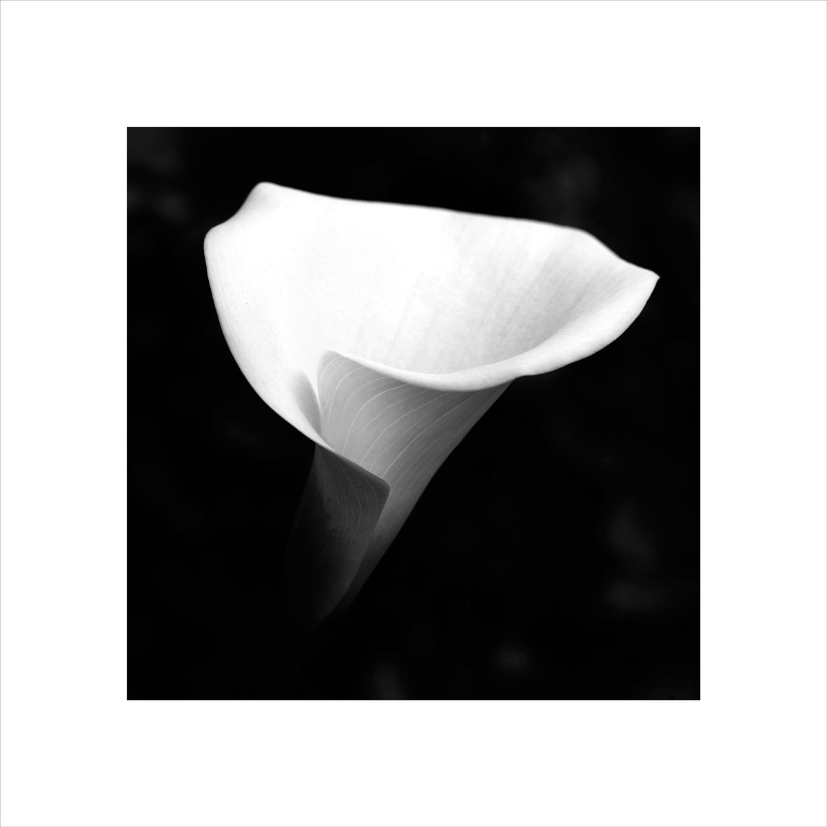 1lirio_4b_white_frame