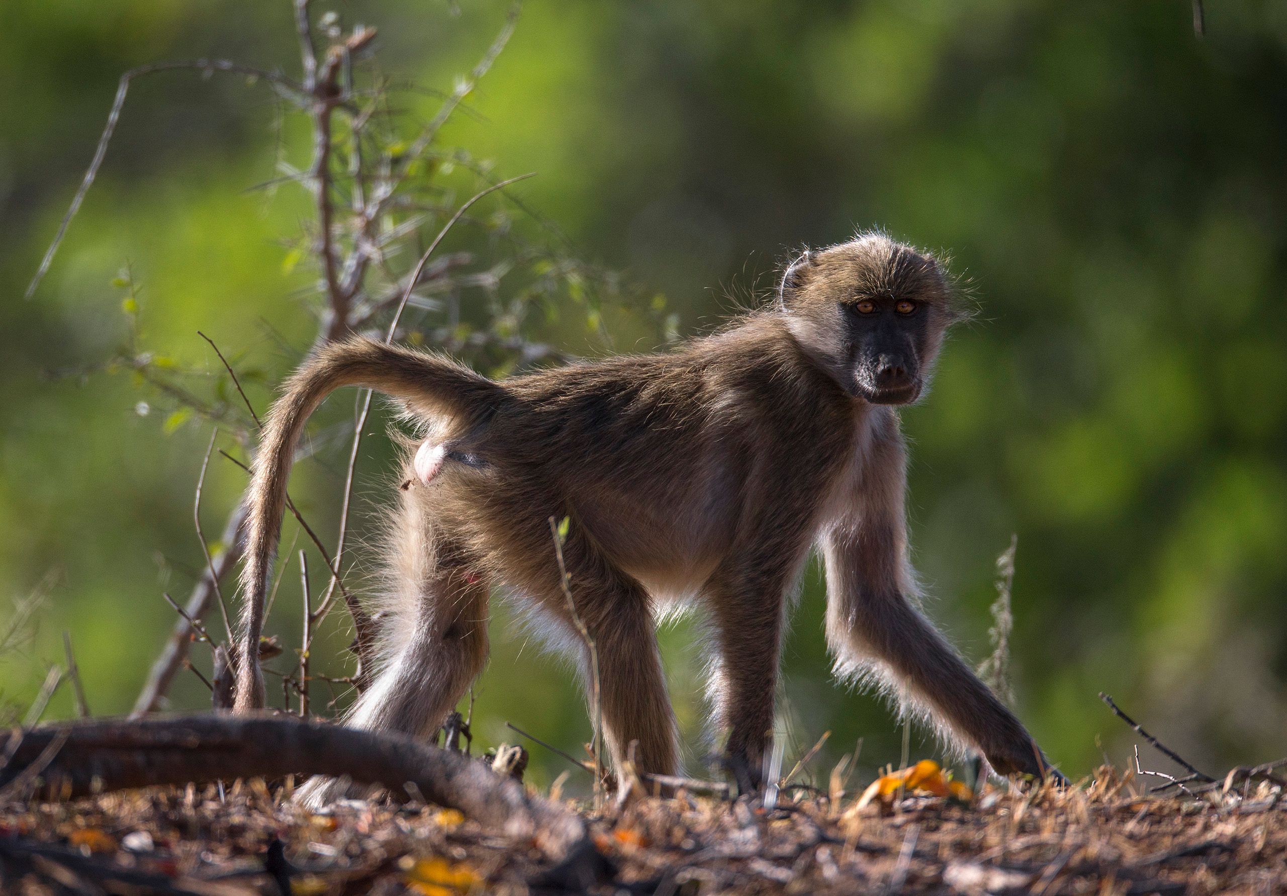 The olive baboon (Papio anubis), also called the Anubis baboon Olive Baboon - subadult male.