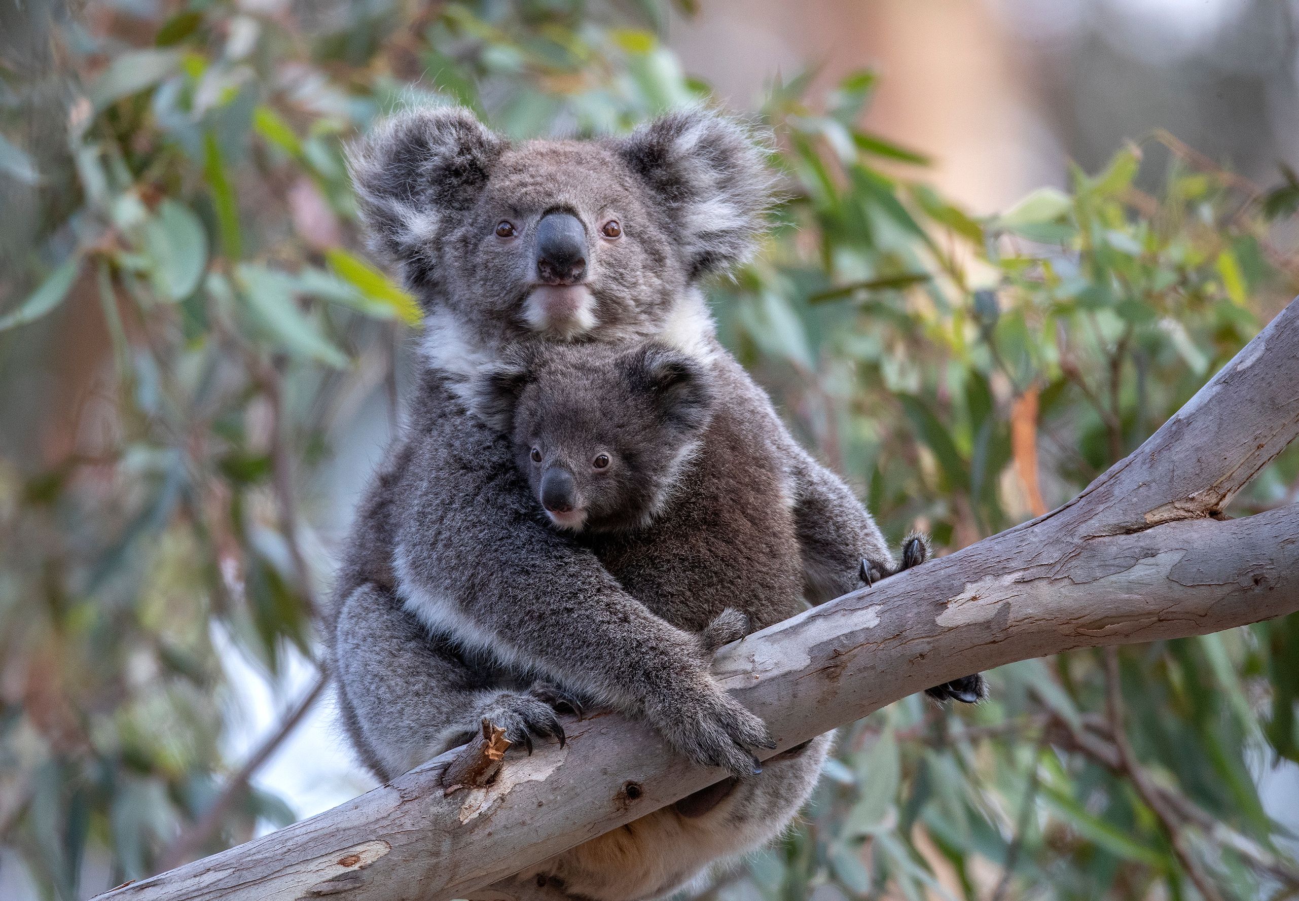Koala
