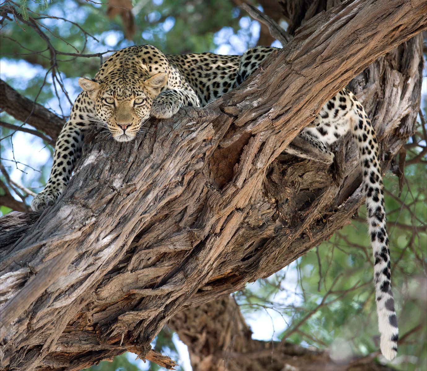 Leopard (Panthera pardus). Moremi Game Reserve, Okavango Delta. Botswana. Leopard