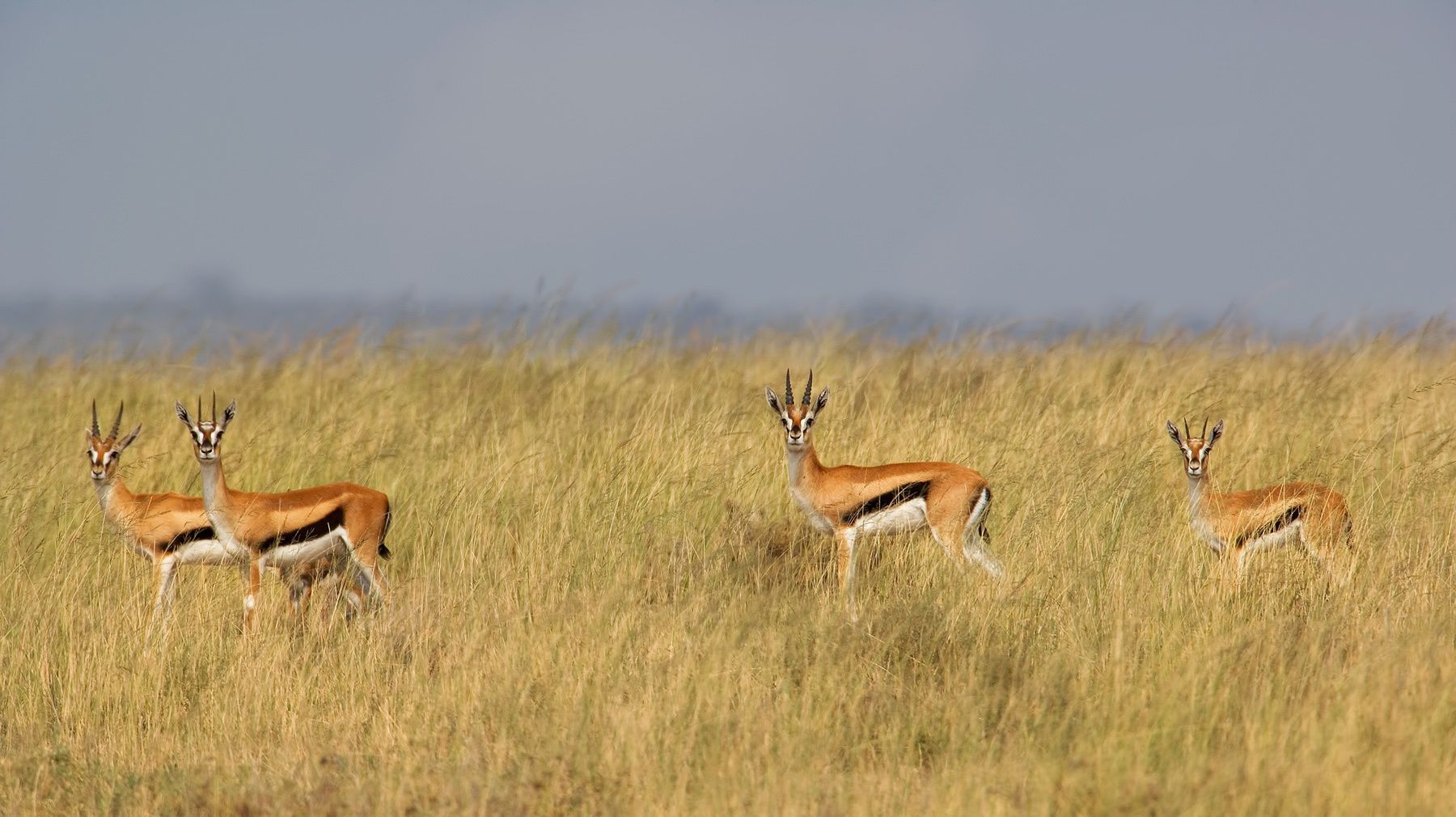 Thompson's Gazelle (Eudorcas thomson's). Serengeti National Park. Tanzania Thompson's Gazelles