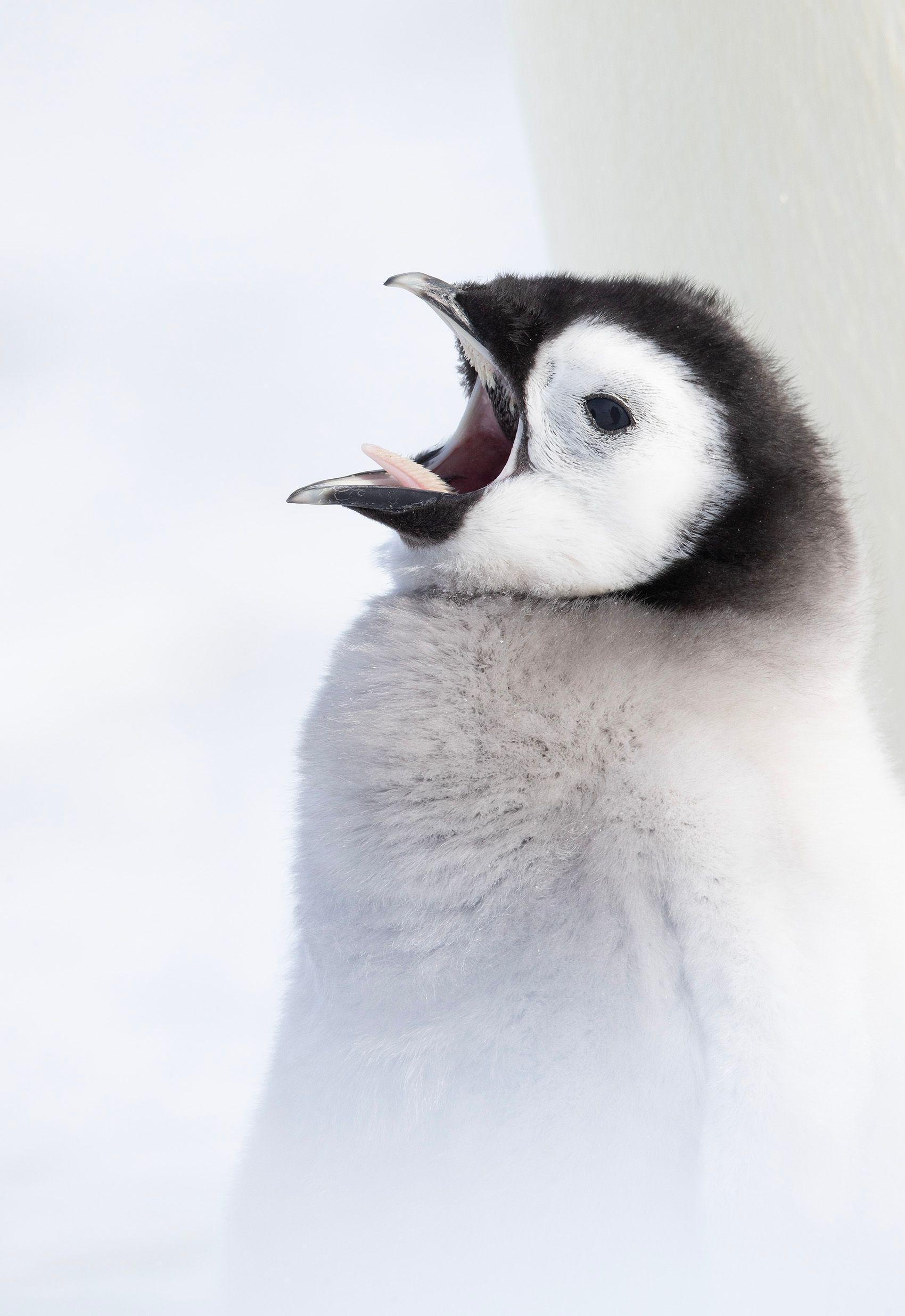 Emperor Penguins (Aptenodytes Forster)