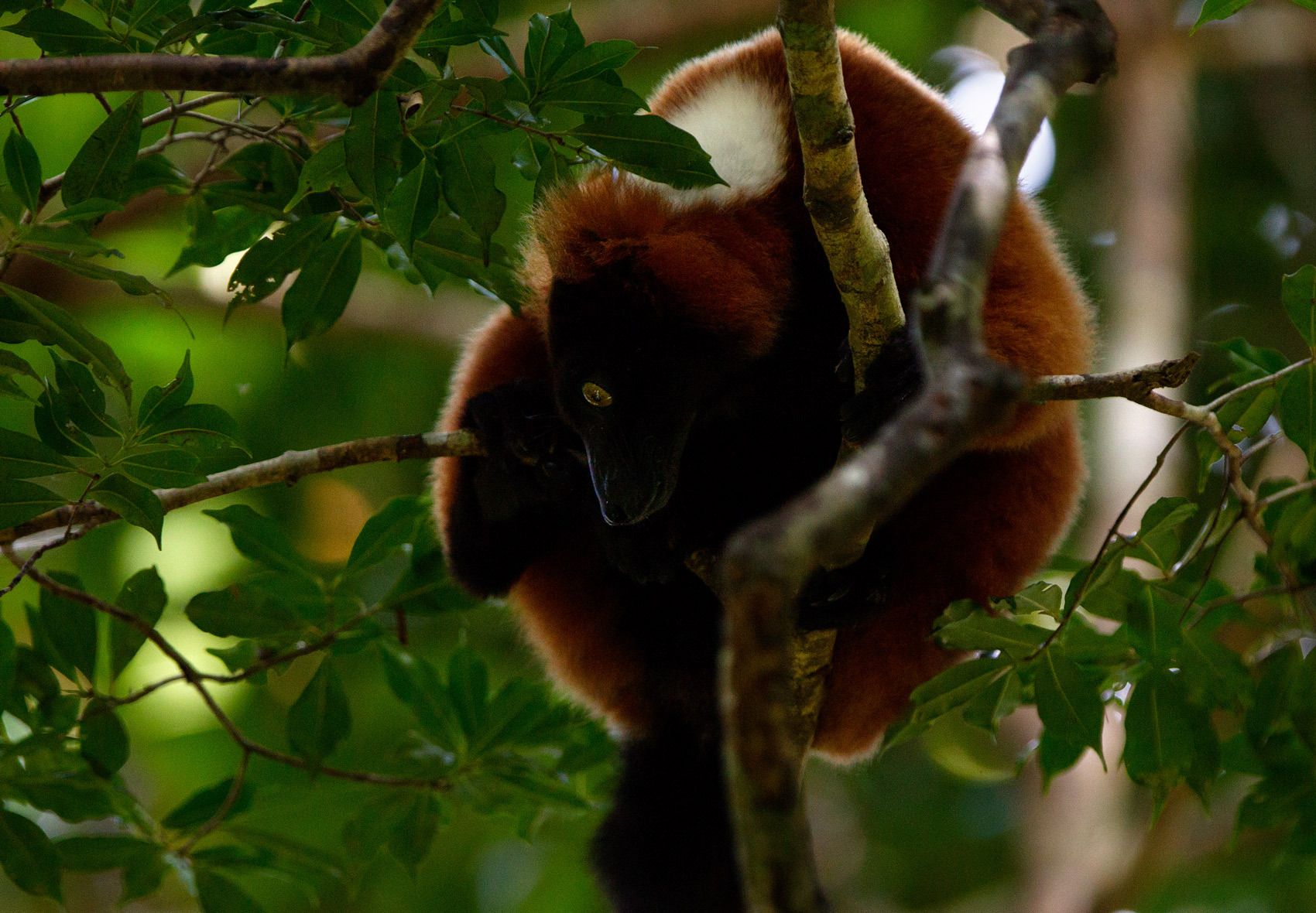 1brown_lemur